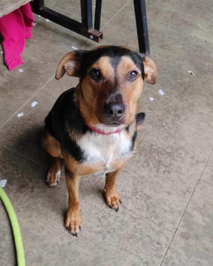 Tucker, a Adoptable Shepherd in Broken Arrow, OK image 3/5