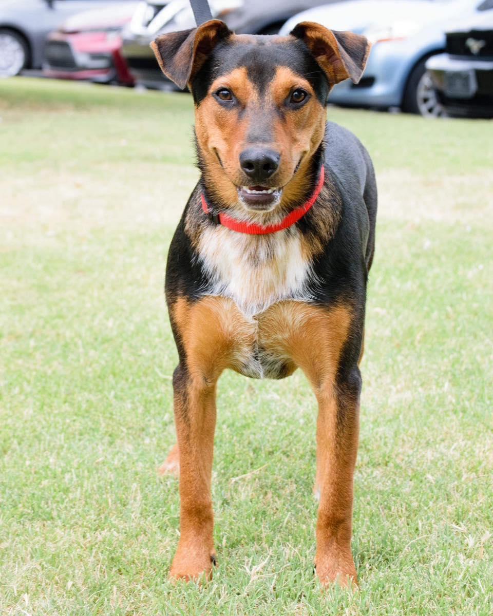 Tucker, a Adoptable Shepherd in Broken Arrow, OK image 4/5