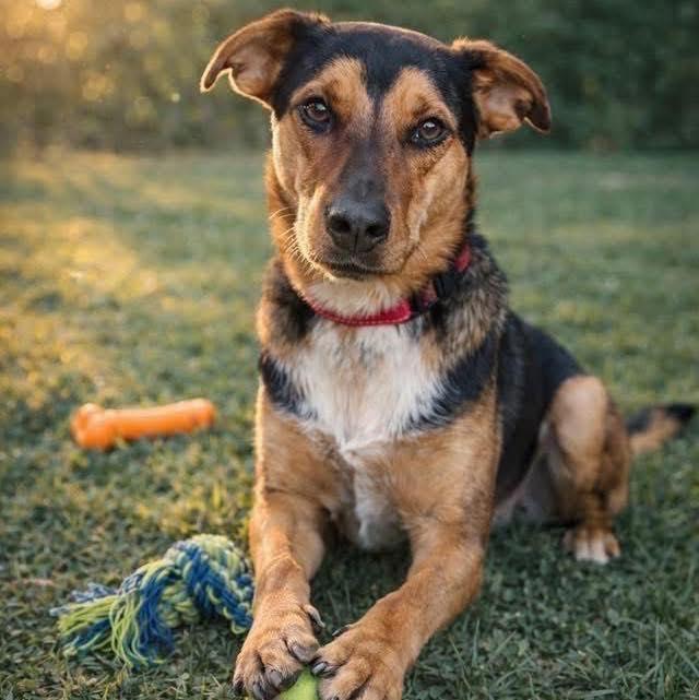 Enlarge Tucker, a Adoptable Shepherd in Broken Arrow, OK image 1/6