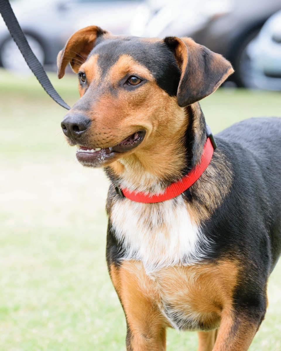 Tucker, a Adoptable Shepherd in Broken Arrow, OK image 5/5