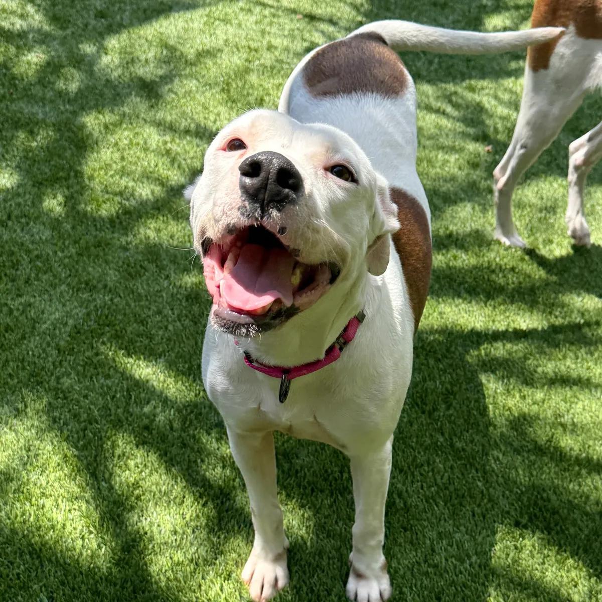 Tallulah, ADOPTABLE, Young Female Pit Bull Terrier.