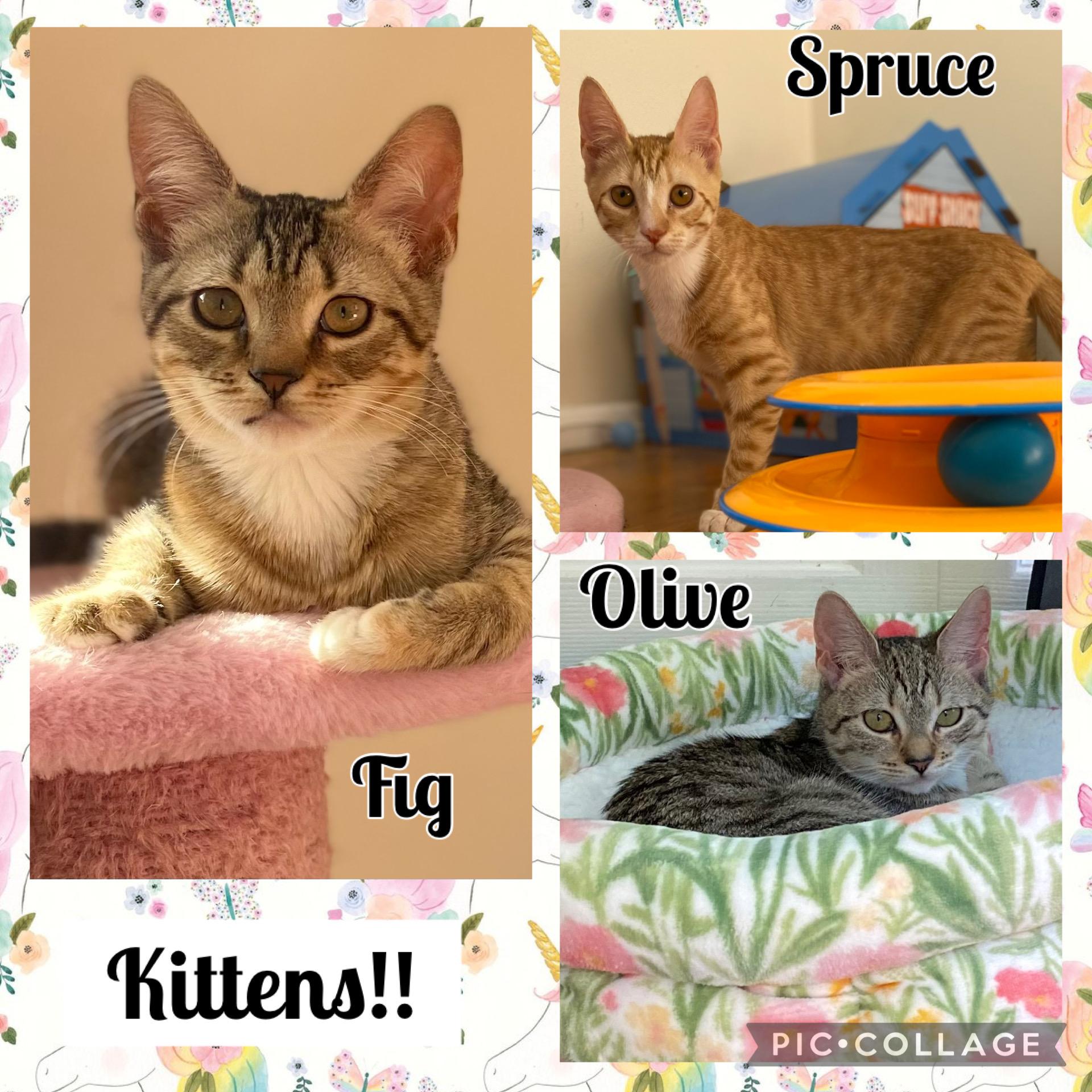 Enlarge Olive, a ADOPTABLE Domestic Short Hair in Allentown, NJ image 4/4