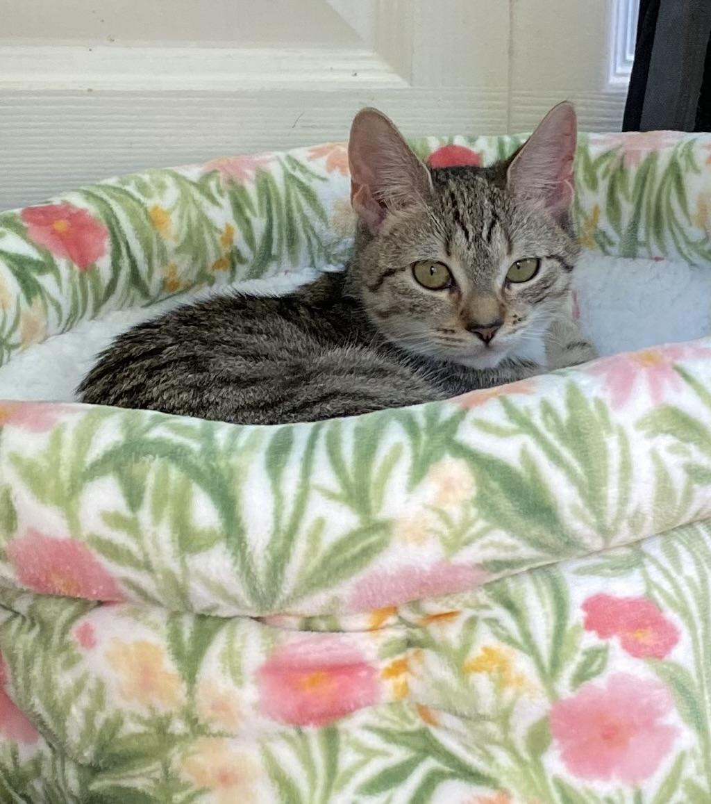 Enlarge Olive, a ADOPTABLE Domestic Short Hair in Allentown, NJ image 1/4