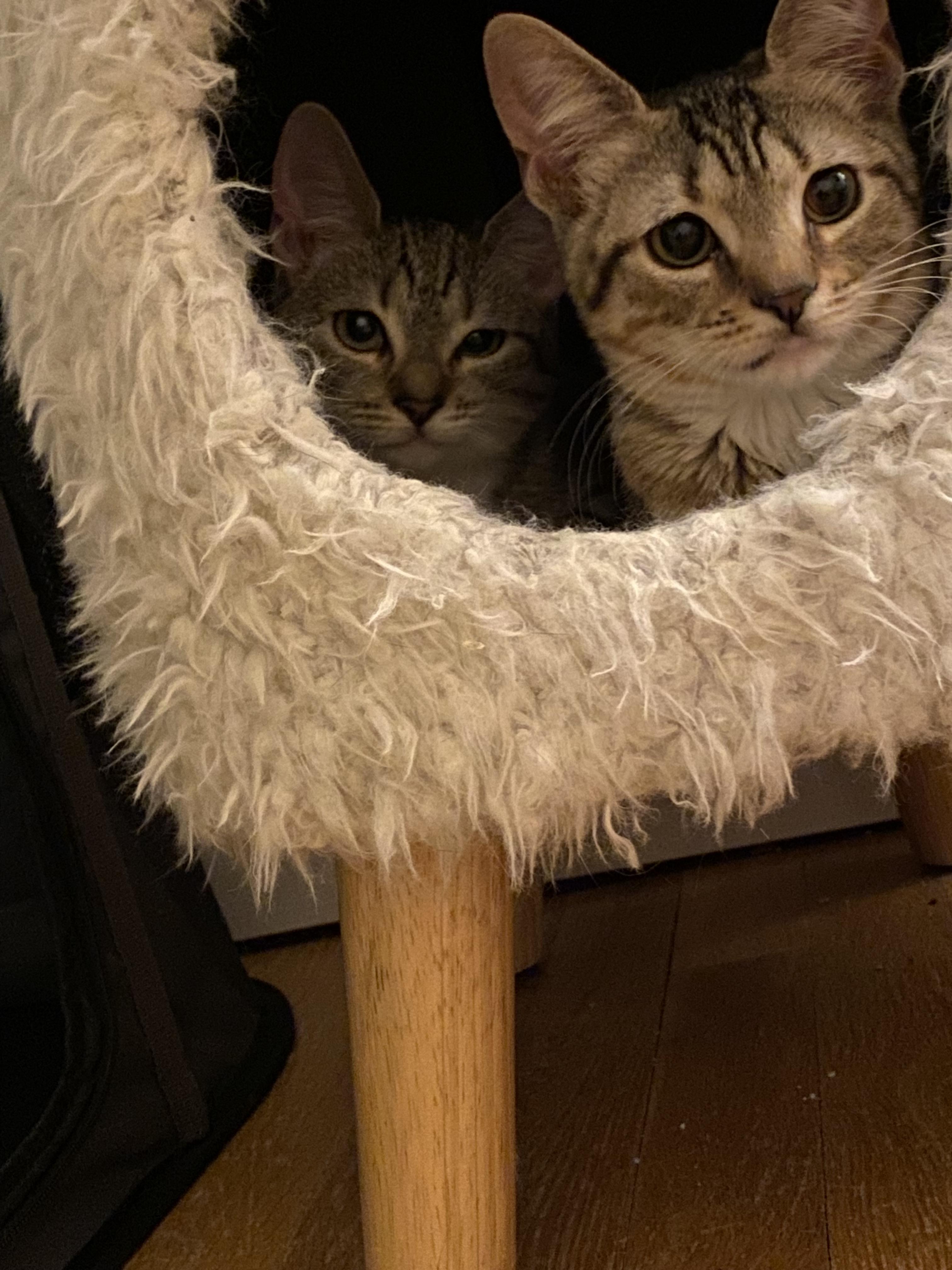 Enlarge Olive, a ADOPTABLE Domestic Short Hair in Allentown, NJ image 2/4