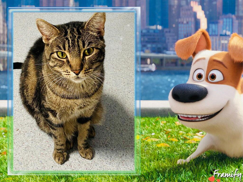 Surfer, a Adoptable Domestic Short Hair in Littlerock, CA image 1/2