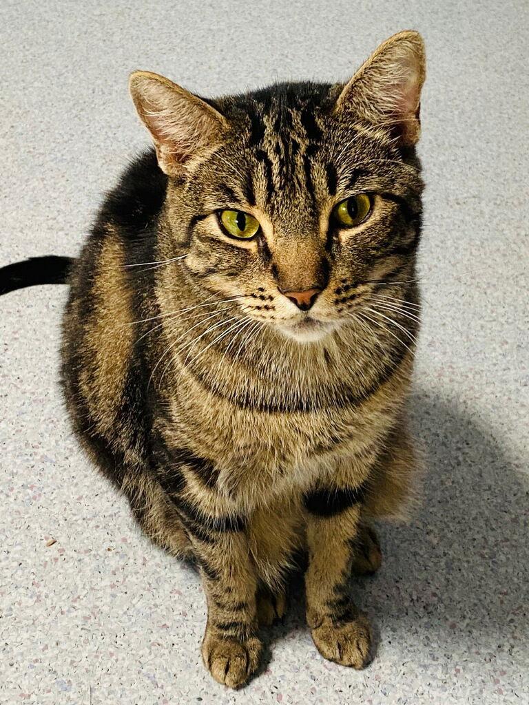 Surfer, a Adoptable Domestic Short Hair in Littlerock, CA image 2/2