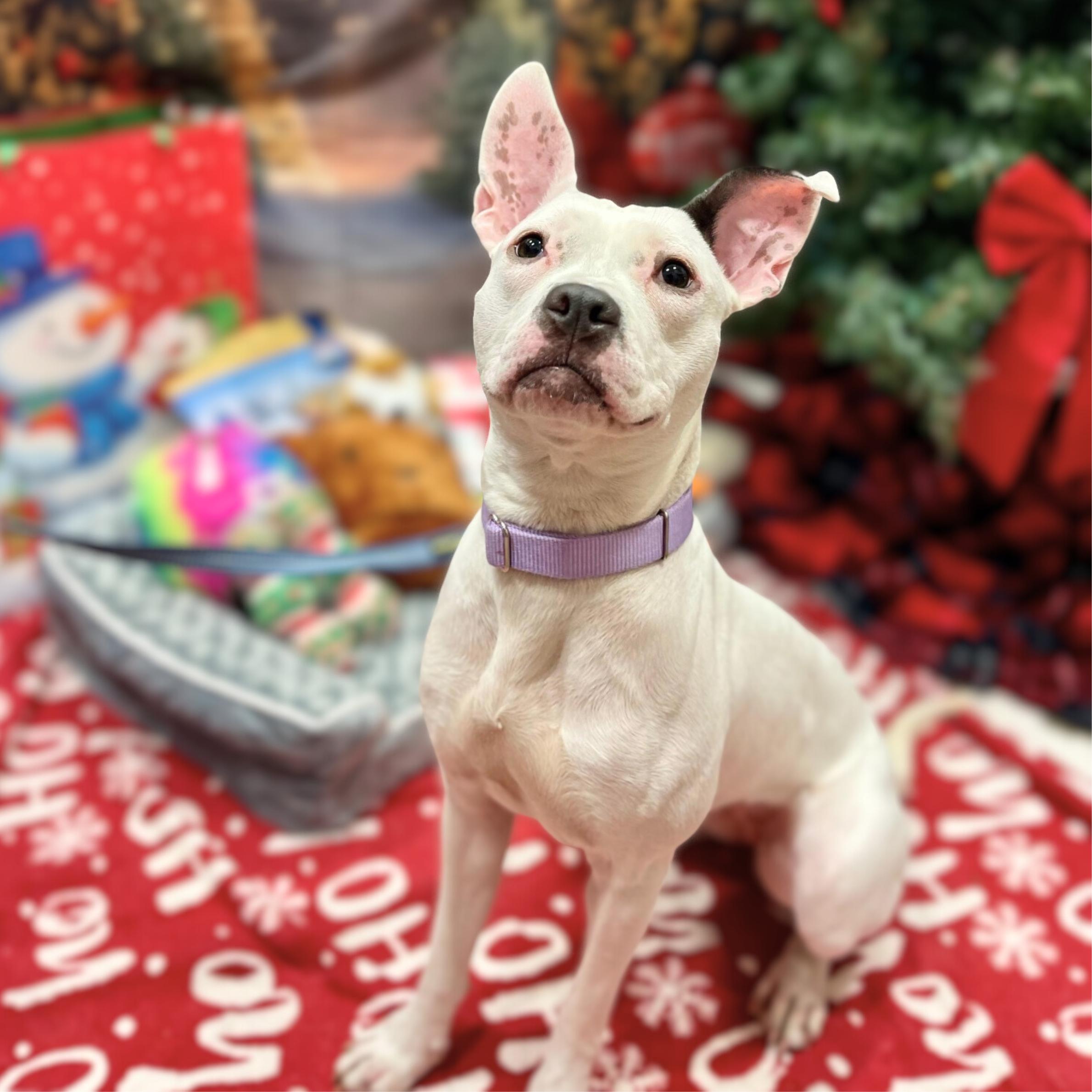 Enlarge Breezy, a ADOPTABLE mixed breed in New York, NY image 5/6