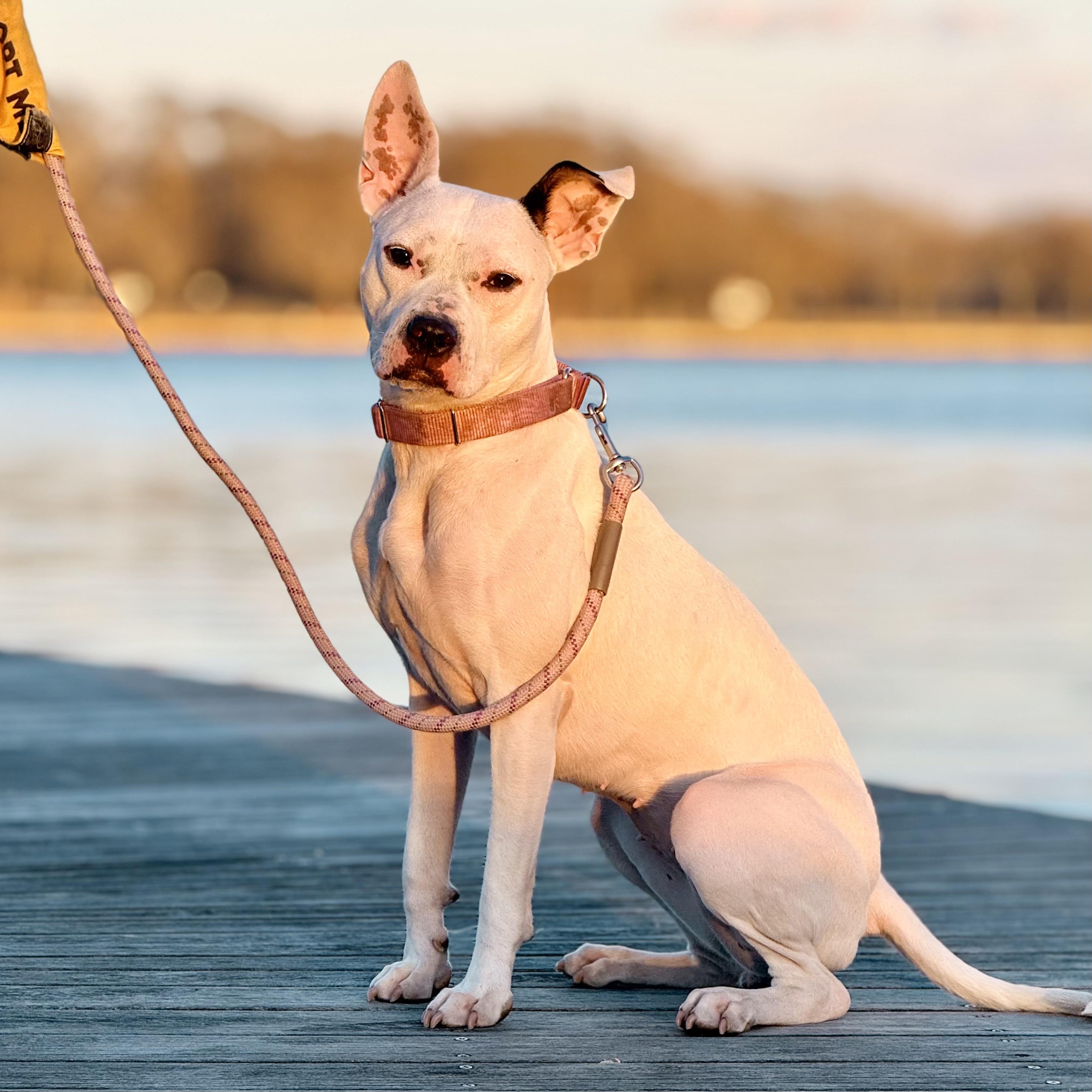 Enlarge Breezy, a ADOPTABLE mixed breed in New York, NY image 1/6