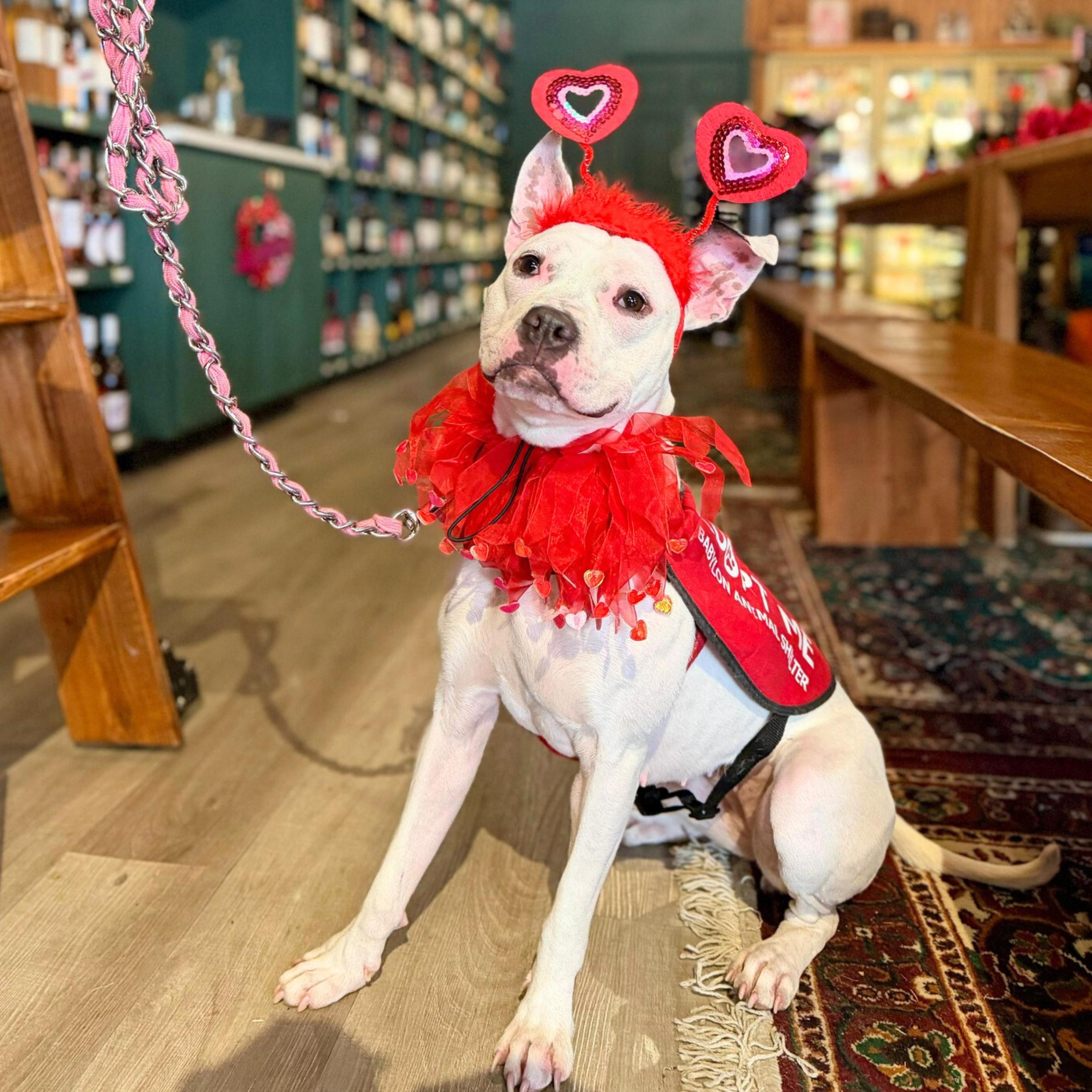 Enlarge Breezy, a ADOPTABLE mixed breed in New York, NY image 1/6