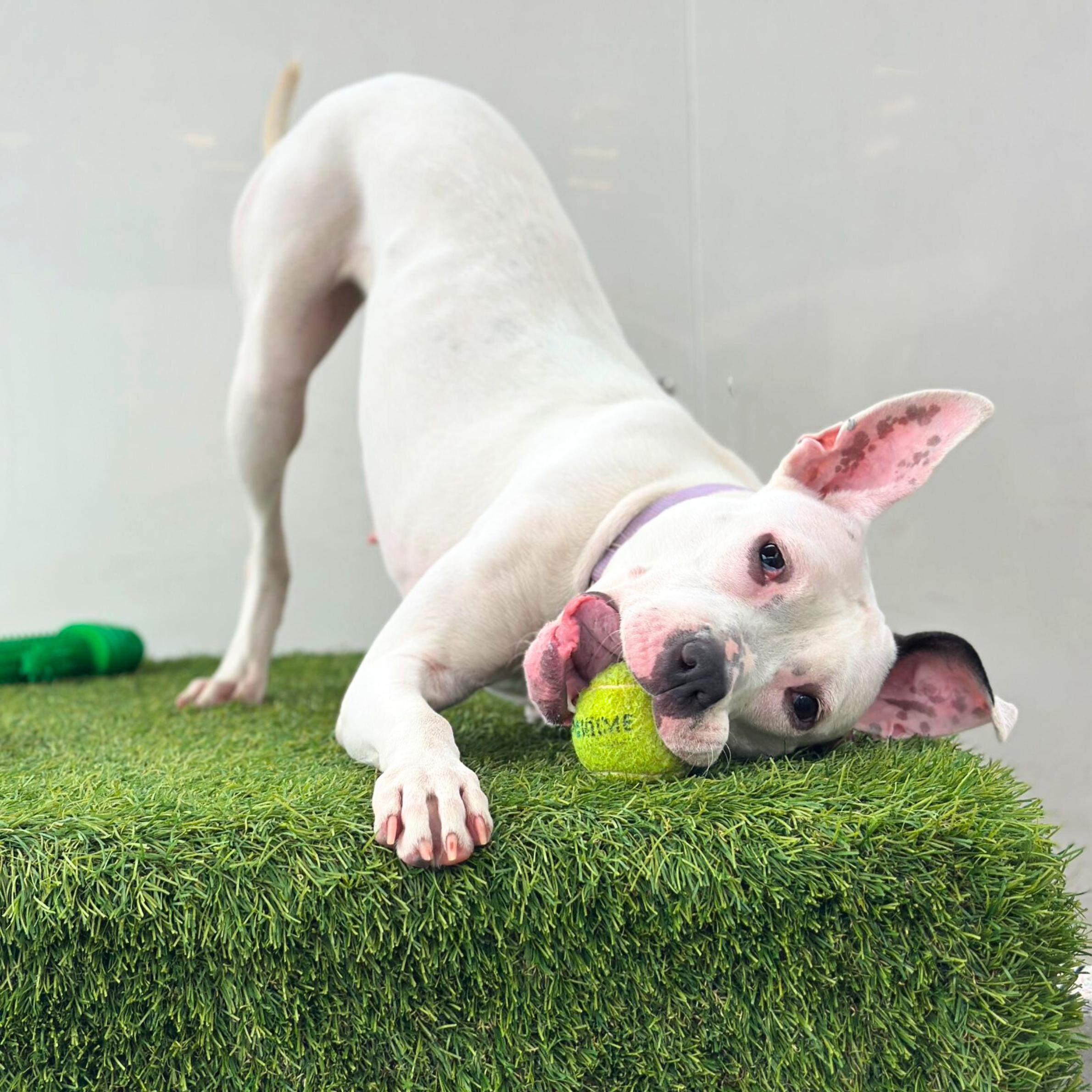 Enlarge Breezy, a ADOPTABLE mixed breed in New York, NY image 2/6
