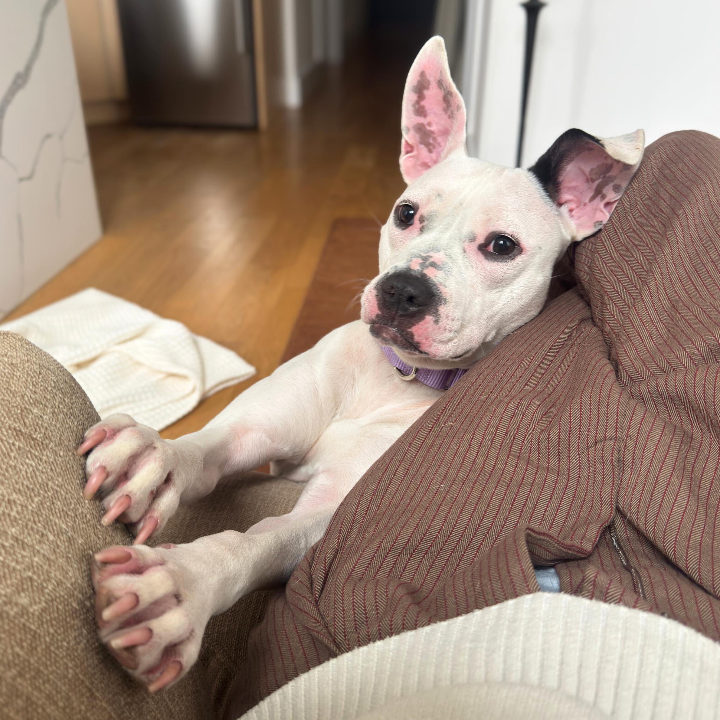 Enlarge Breezy, a ADOPTABLE mixed breed in New York, NY image 4/6