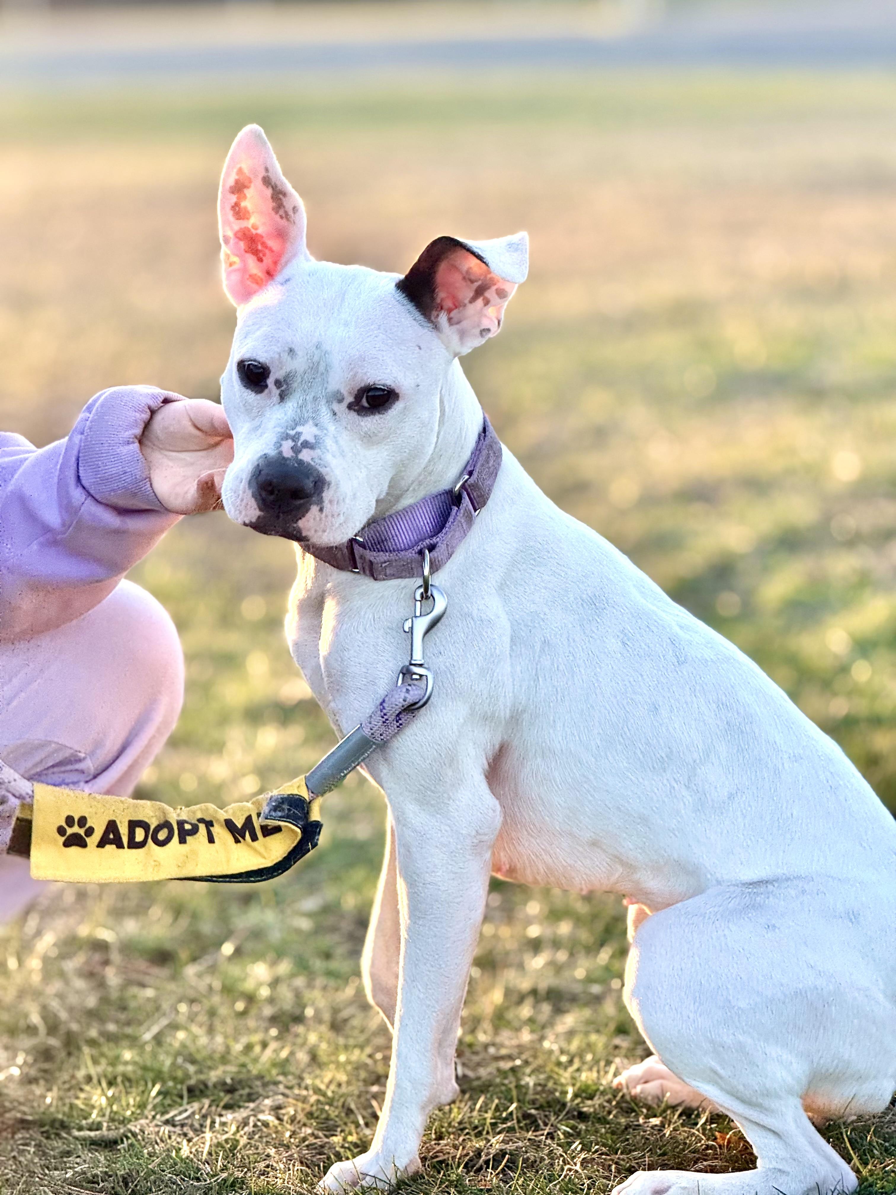 Enlarge Breezy, a ADOPTABLE mixed breed in New York, NY image 2/6