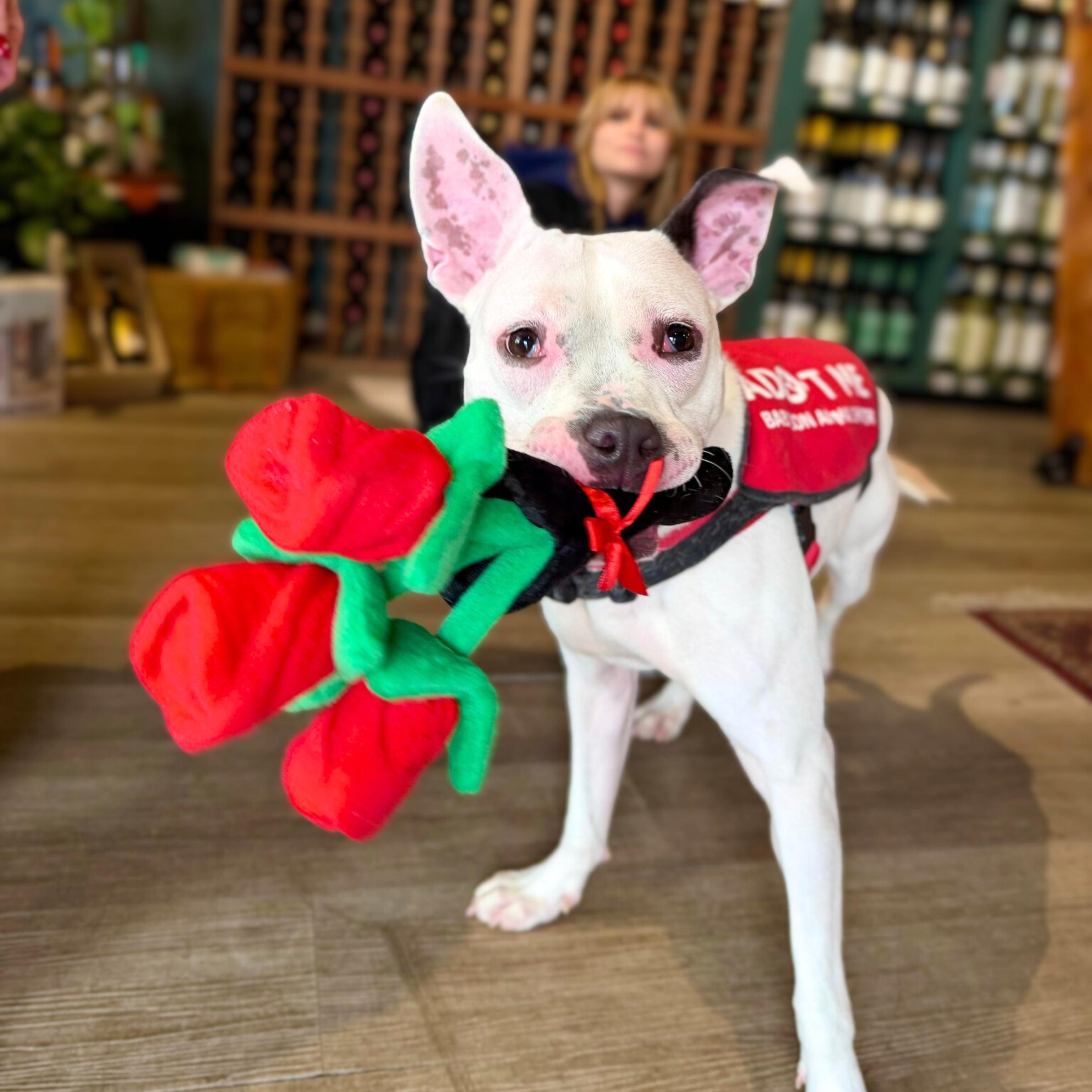 Enlarge Breezy, a ADOPTABLE mixed breed in New York, NY image 3/6