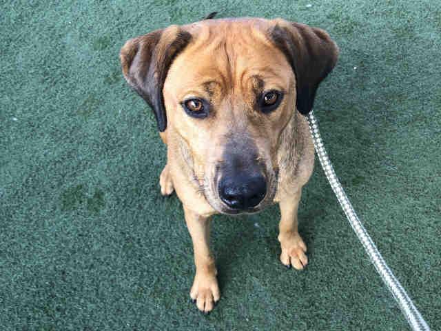 DOLCE, Adoptable, Adult Female Rhodesian Ridgeback & Mixed Breed.