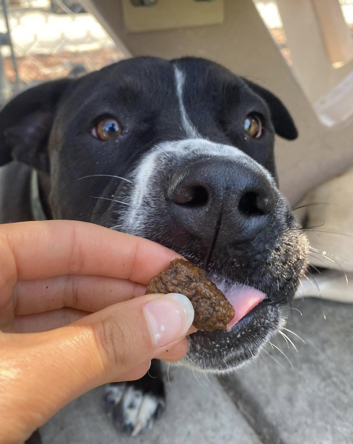 Bruno, a Adoptable mixed breed in San Francisco, CA image 2/5