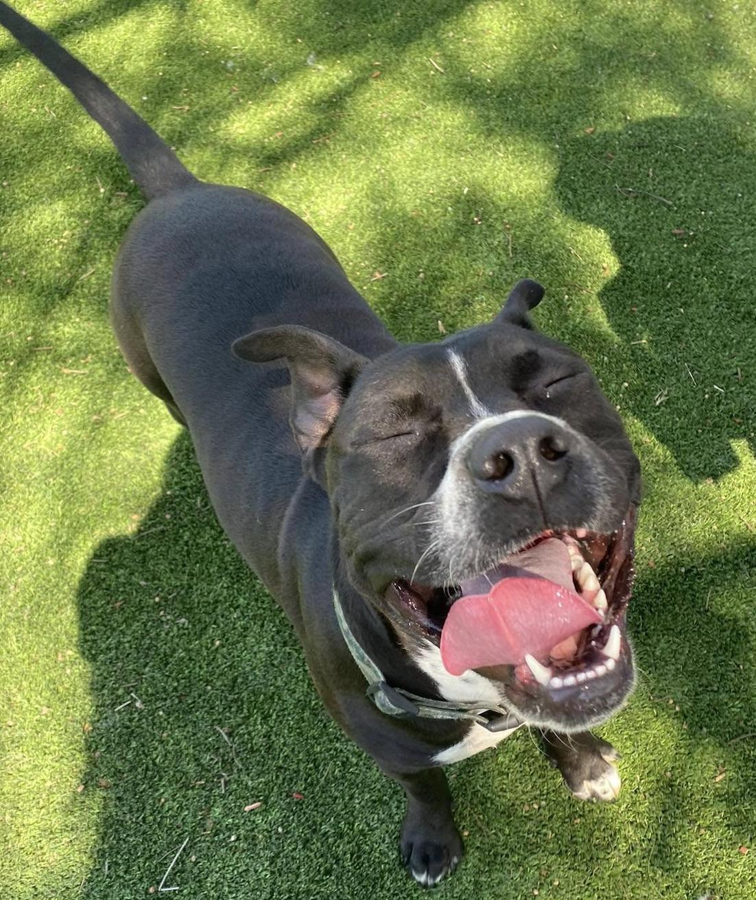 Bruno, Adoptable, Young Male American Staffordshire Terrier & American Bully.