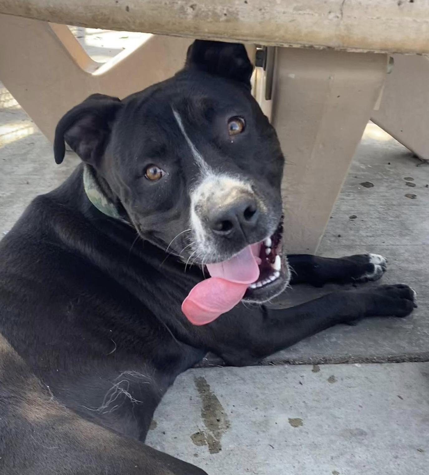 Bruno, a Adoptable mixed breed in San Francisco, CA image 3/5