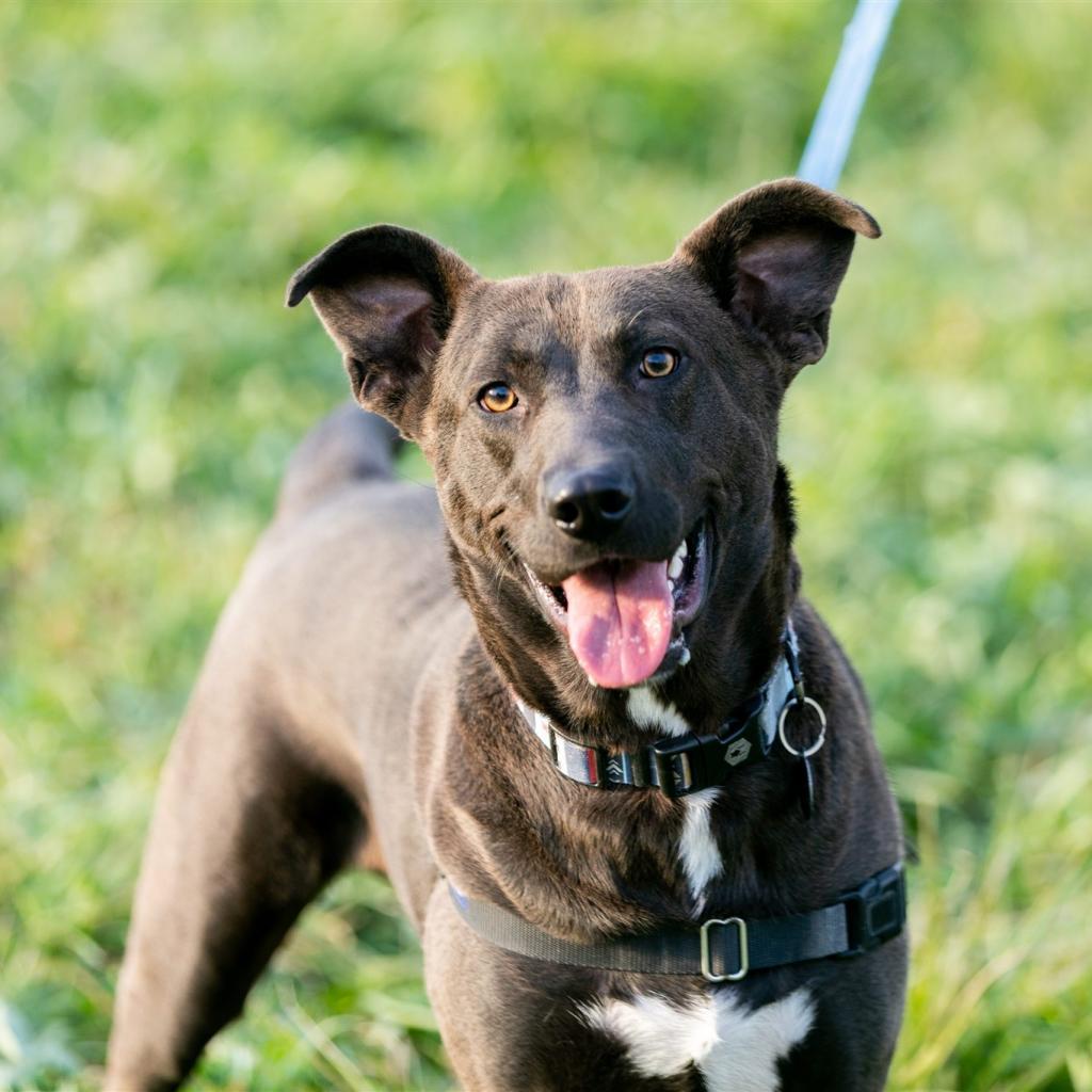 Sparky, Adoptable, Adult Male Labrador Retriever & Hound.