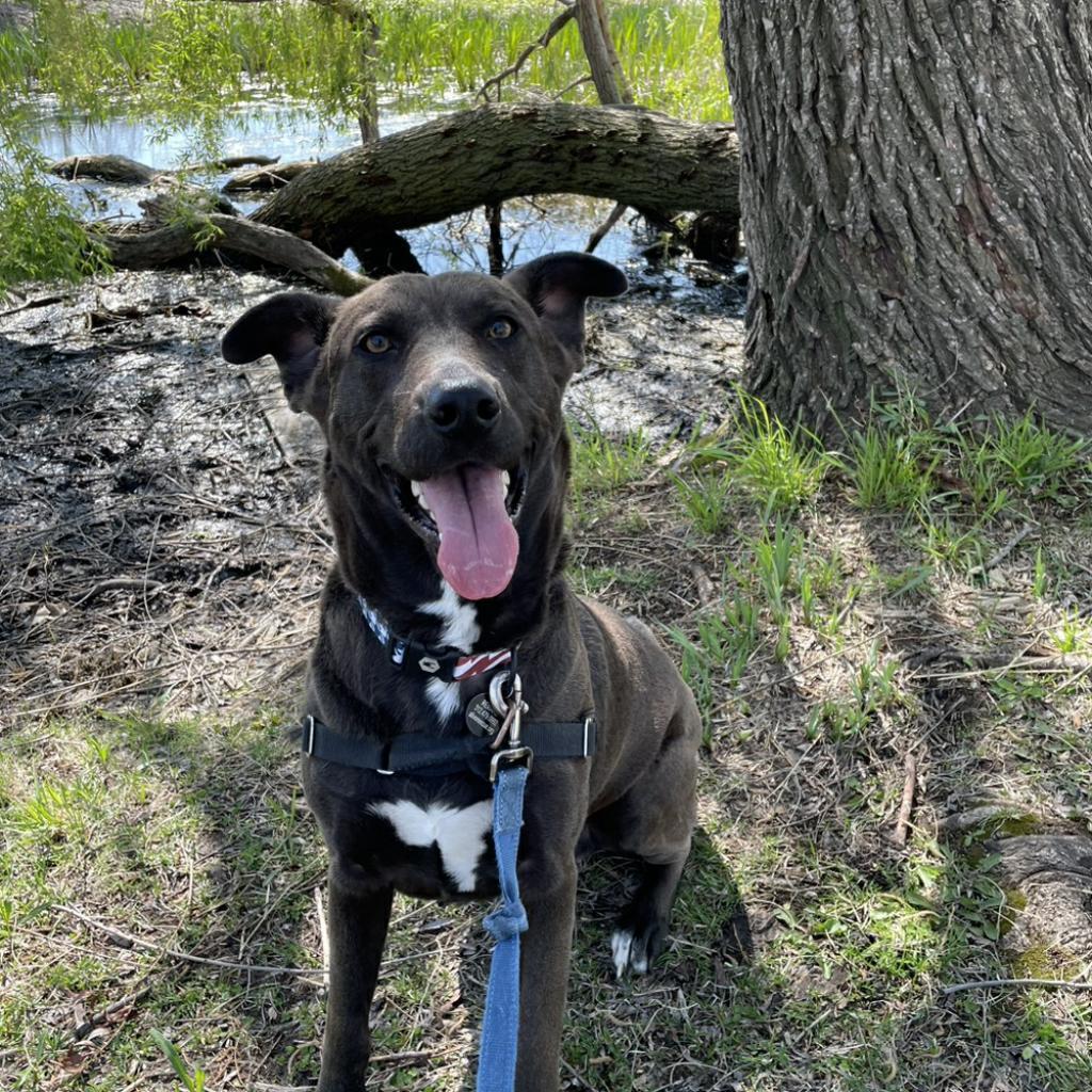 Enlarge Sparky, a Adoptable mixed breed in Chicago, IL image 2/6