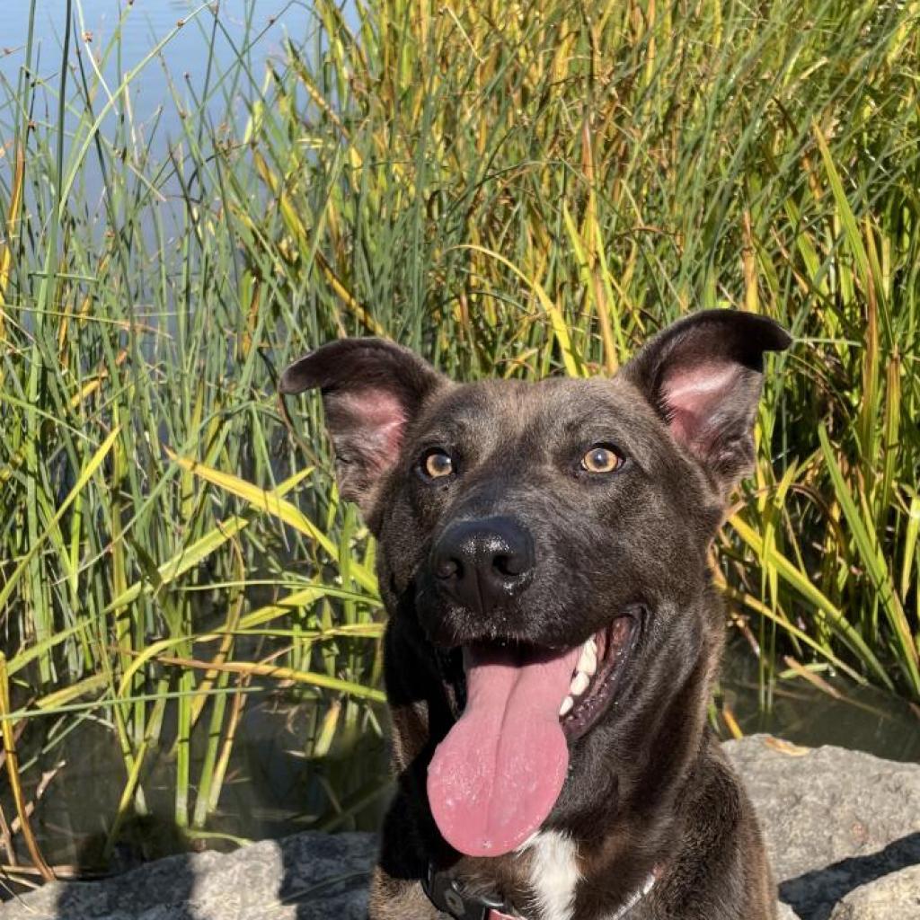 Enlarge Sparky, a Adoptable mixed breed in Chicago, IL image 4/6