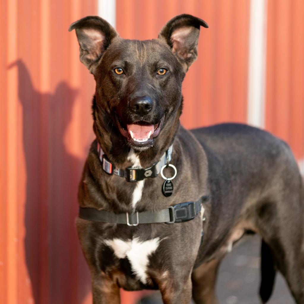 Enlarge Sparky, a Adoptable mixed breed in Chicago, IL image 6/6