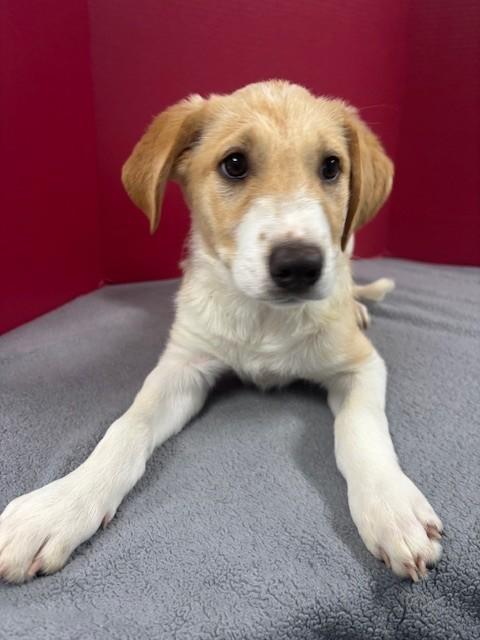 Enlarge Edwina, a Adopted mixed breed in Hawk Point, MO image 1/4