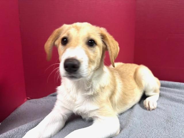 Enlarge Edwina, a Adopted mixed breed in Hawk Point, MO image 3/4