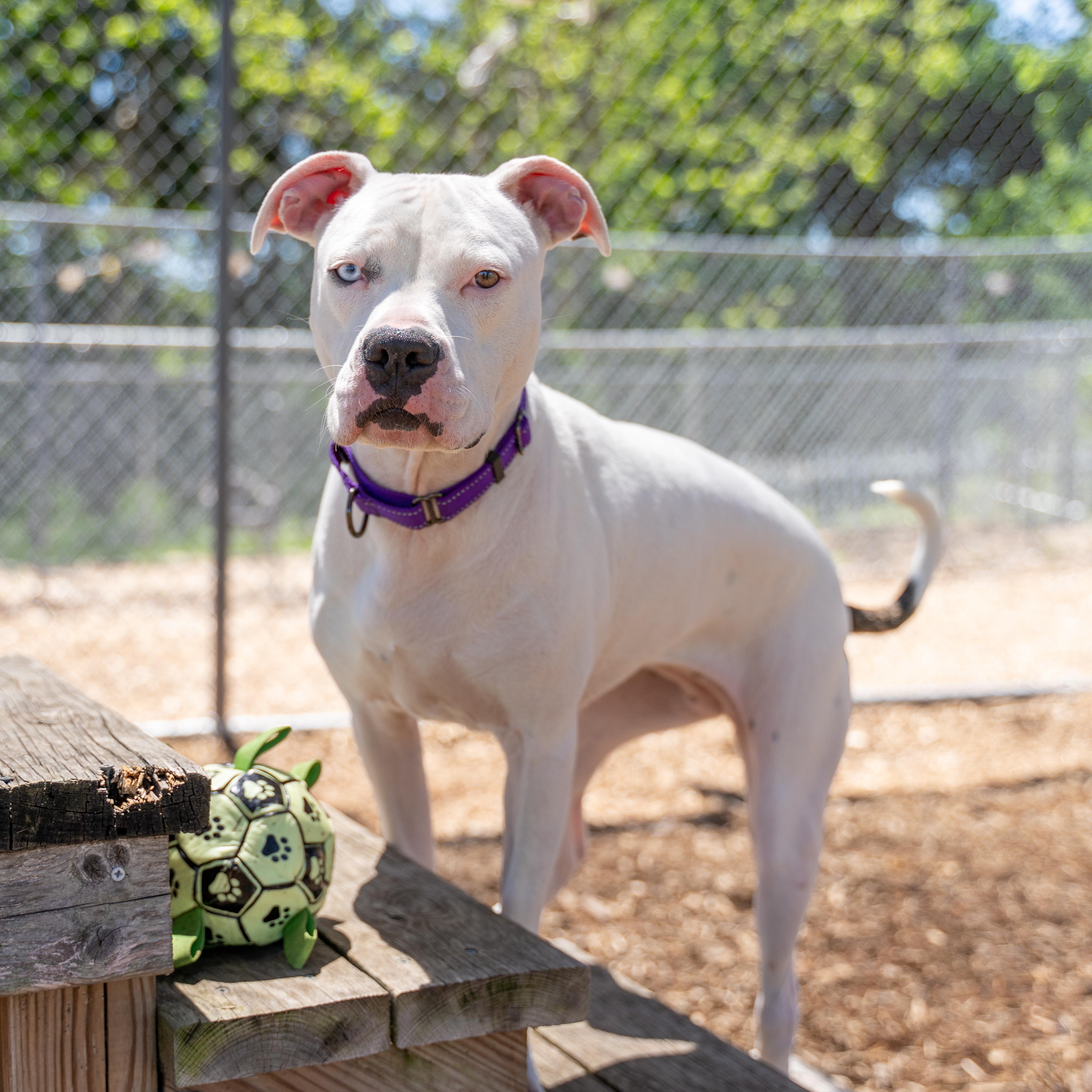 Enlarge Lulu, a Adoptable Pit Bull Terrier in Dillsburg, PA image 1/6