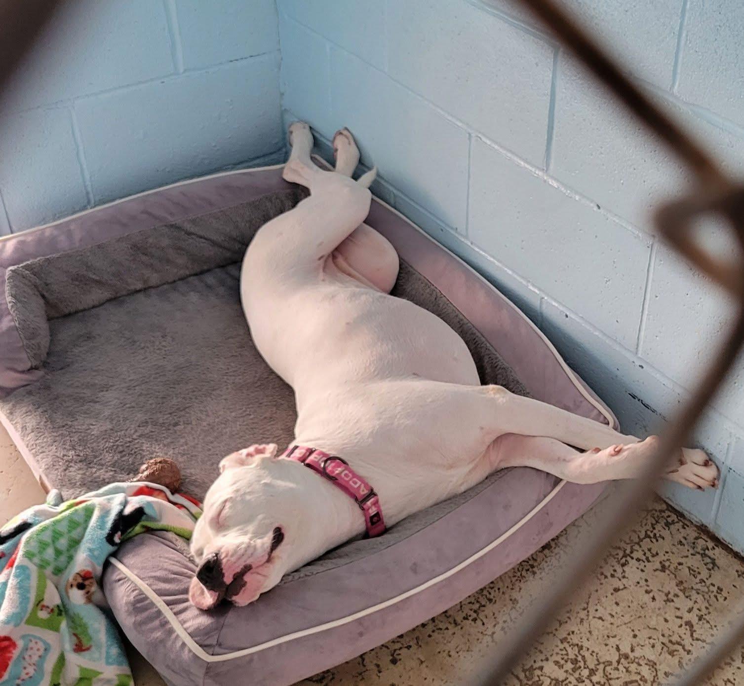 Enlarge Lulu, a Adoptable Pit Bull Terrier in Dillsburg, PA image 3/6