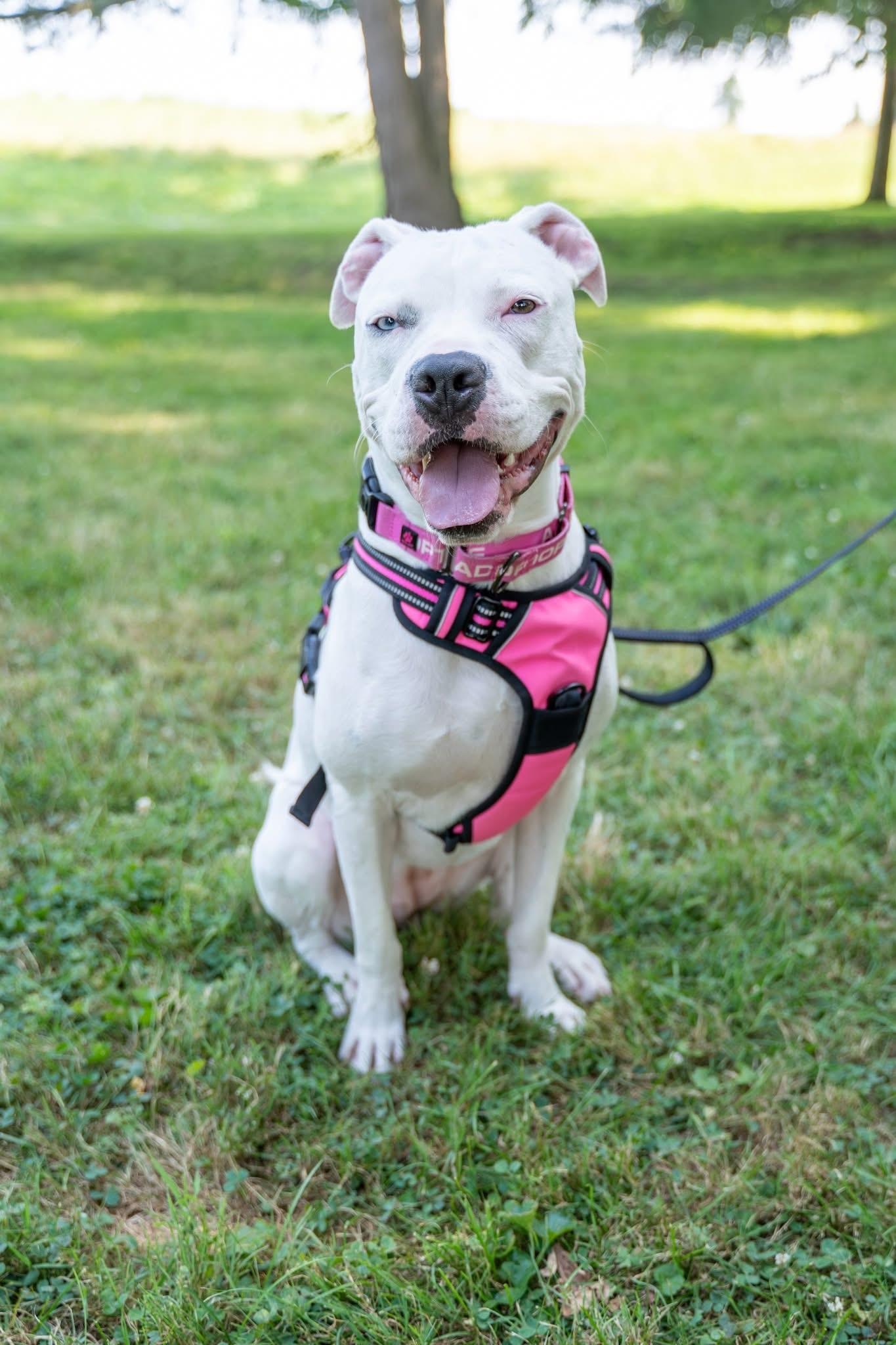 Enlarge Lulu, a Adoptable Pit Bull Terrier in Dillsburg, PA image 4/6