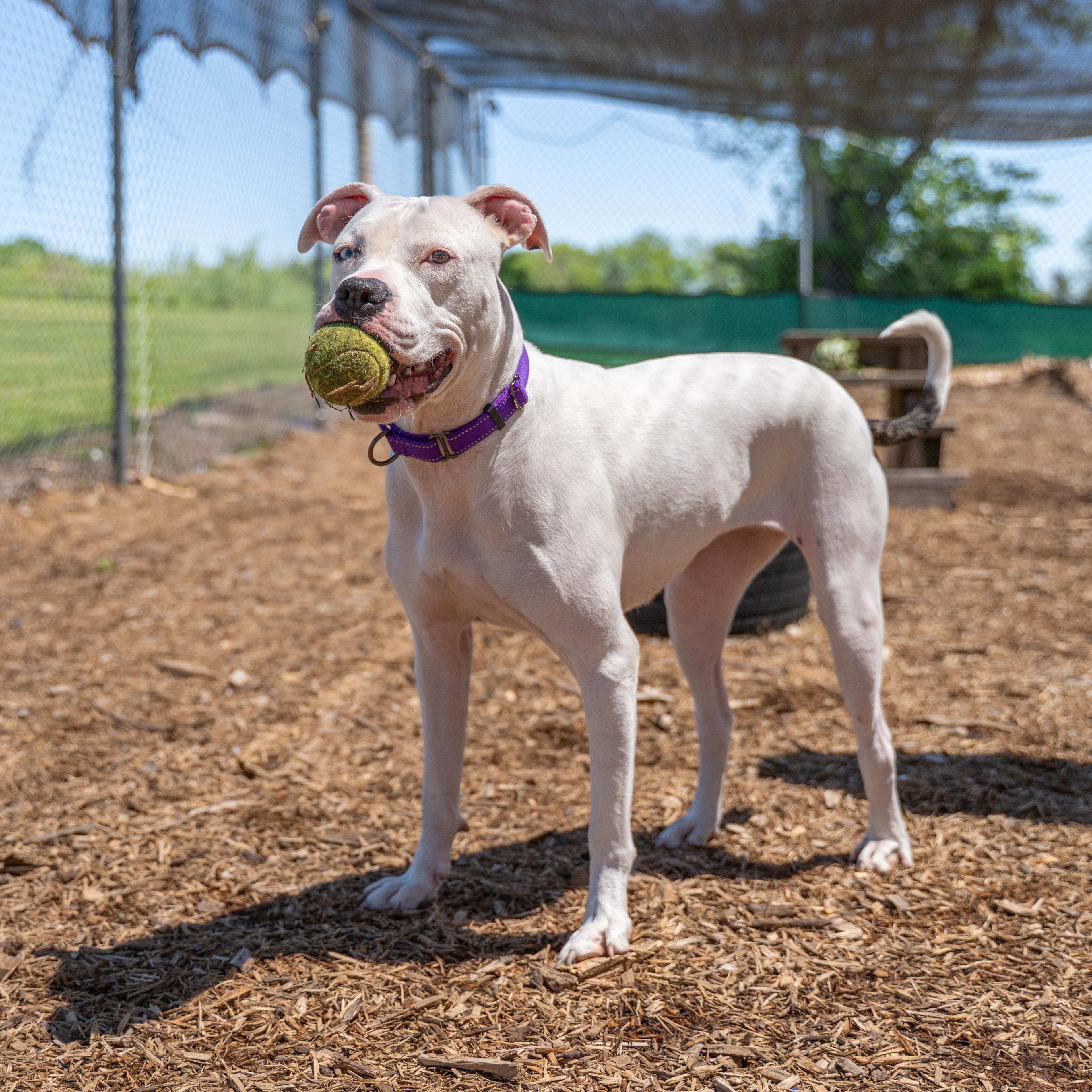 Enlarge Lulu, a Adoptable Pit Bull Terrier in Dillsburg, PA image 5/6