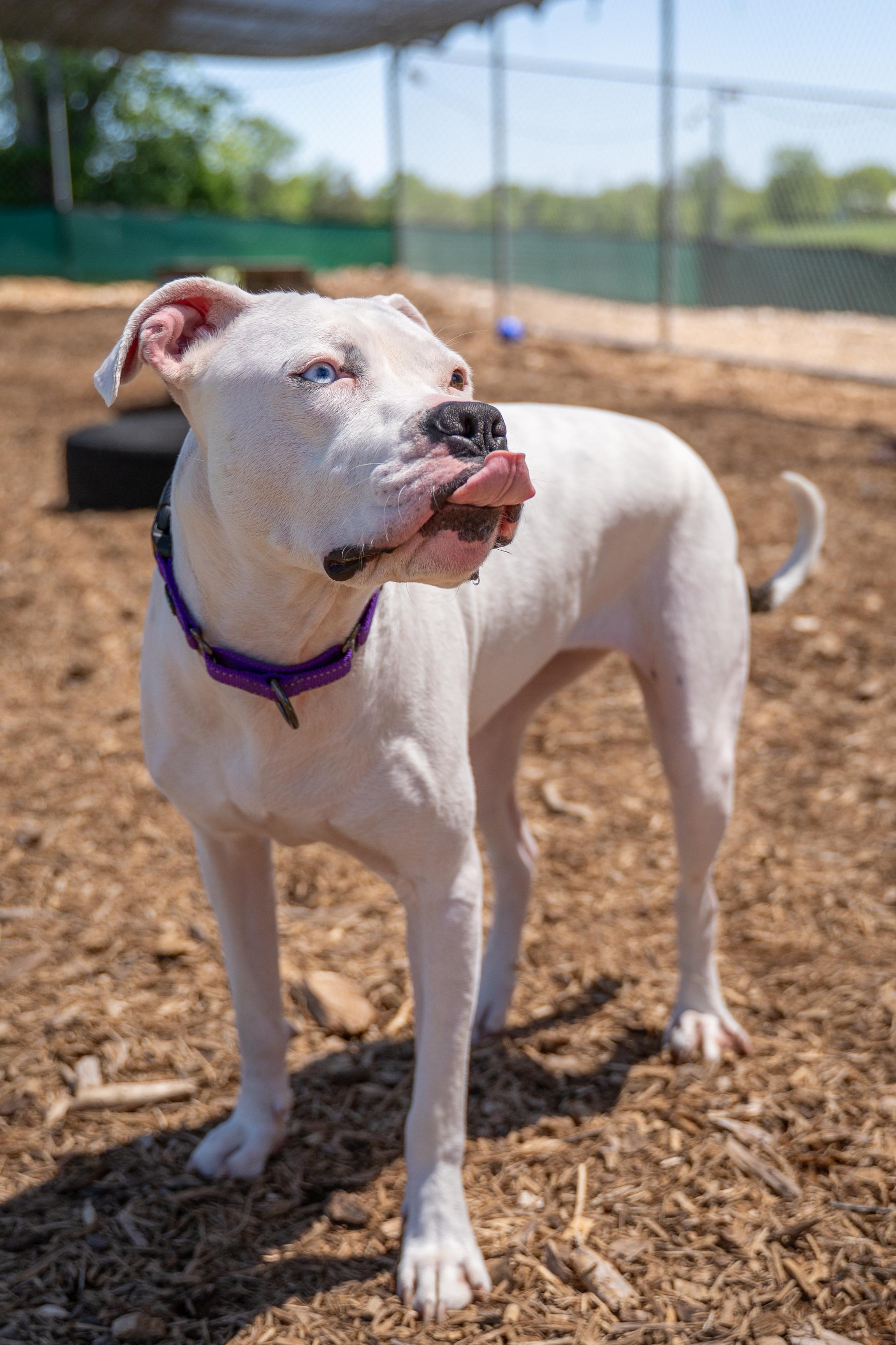 Enlarge Lulu, a Adoptable Pit Bull Terrier in Dillsburg, PA image 6/6
