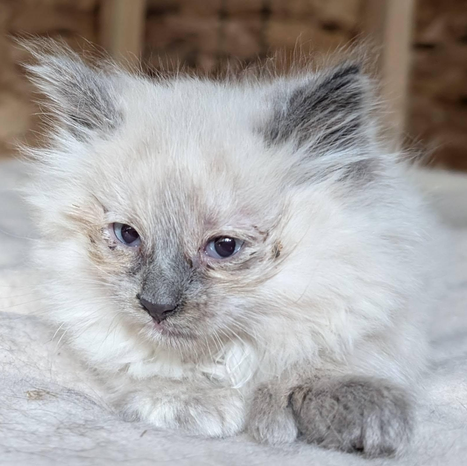 Lady, an adoptable Snowshoe, Manx in Libby, MT, 59923 | Photo Image 3