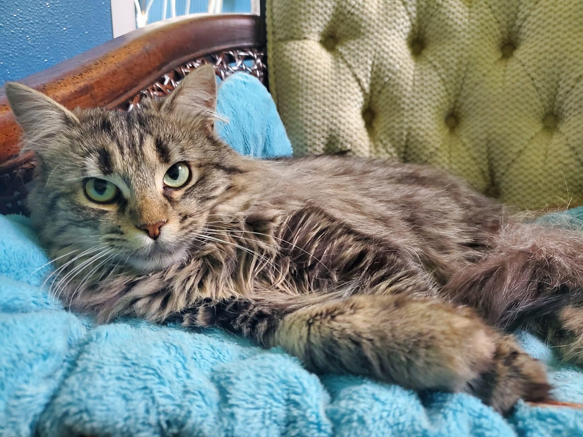 Pecan (bonded pair = Professor), a Adoptable Domestic Long Hair in St. Cloud, MN image 4/6