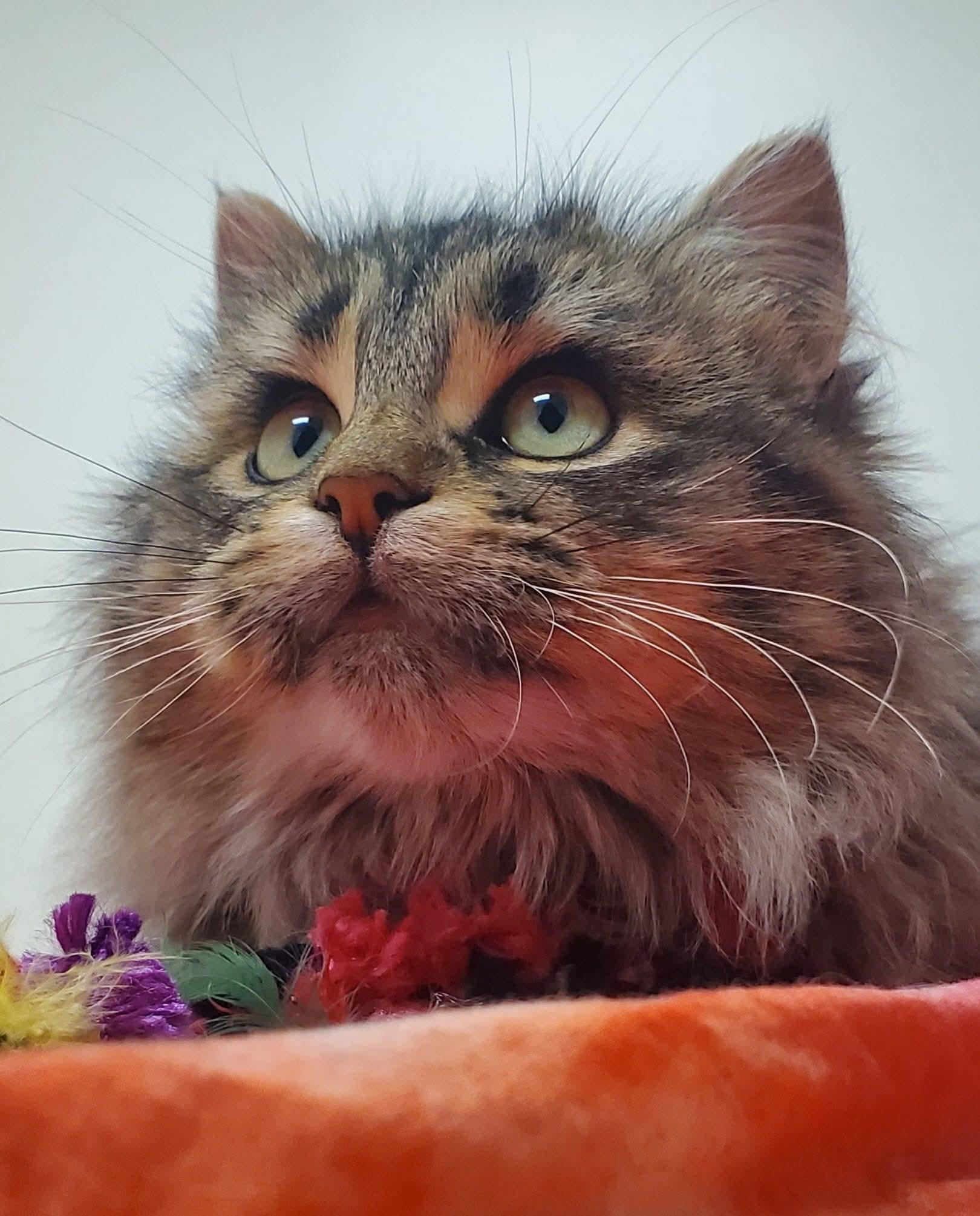 Pecan (bonded pair = Professor), Adoptable, Adult Male Domestic Long Hair.