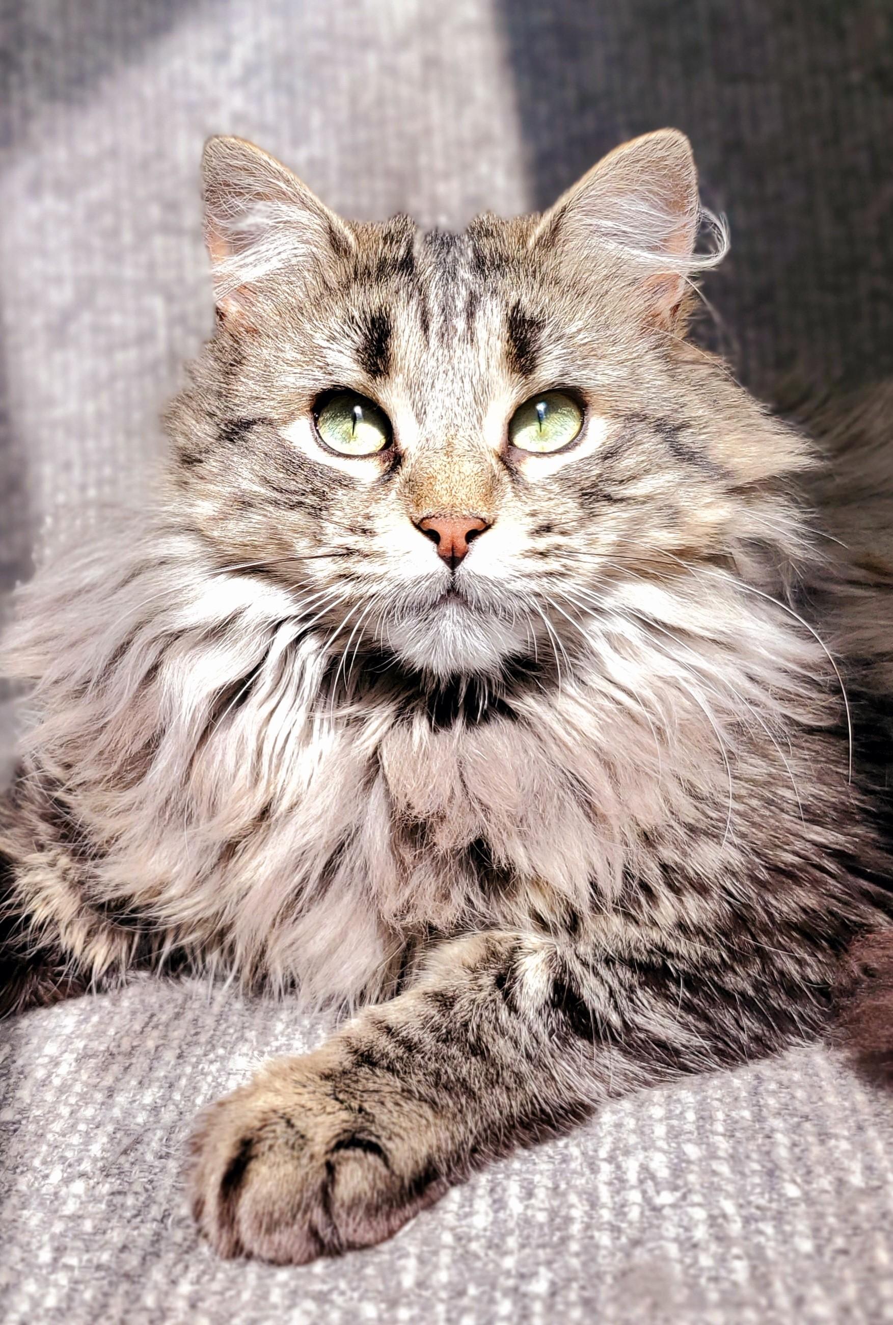 Pecan (bonded pair = Professor), a Adoptable Domestic Long Hair in St. Cloud, MN image 6/6