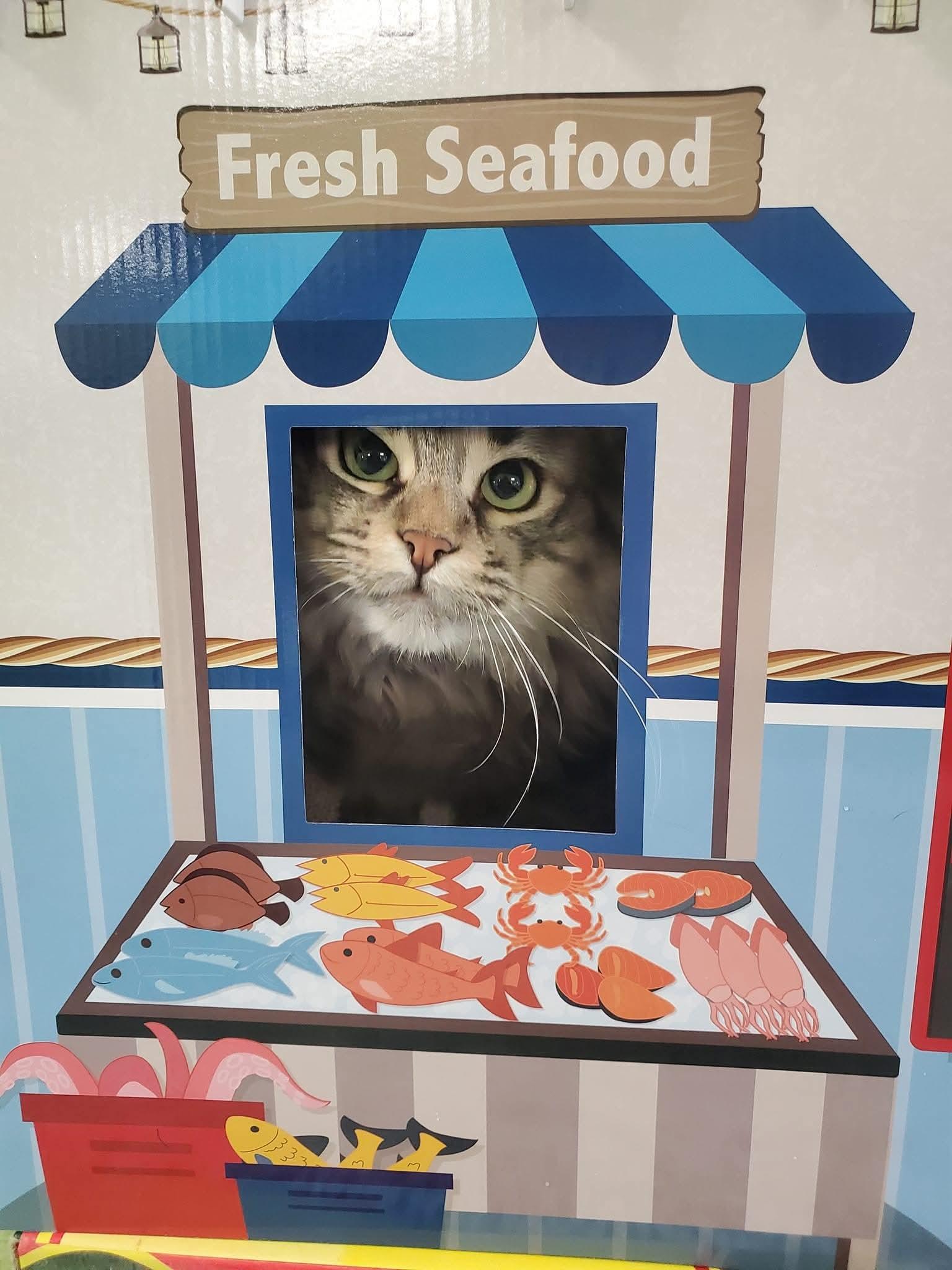 Pecan (bonded pair = Professor), a Adoptable Domestic Long Hair in St. Cloud, MN image 5/6