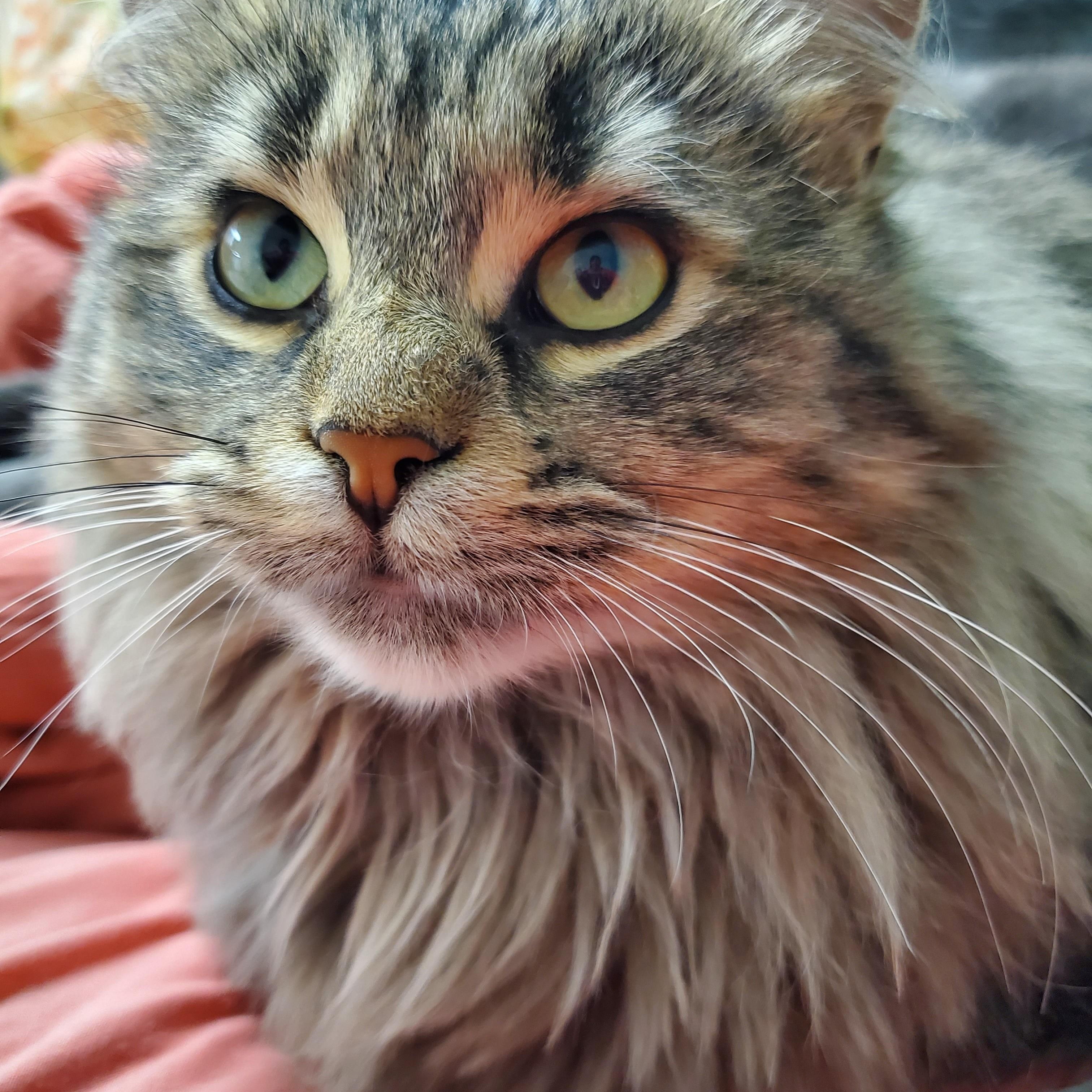 Pecan (bonded pair = Professor), a Adoptable Domestic Long Hair in St. Cloud, MN image 3/6