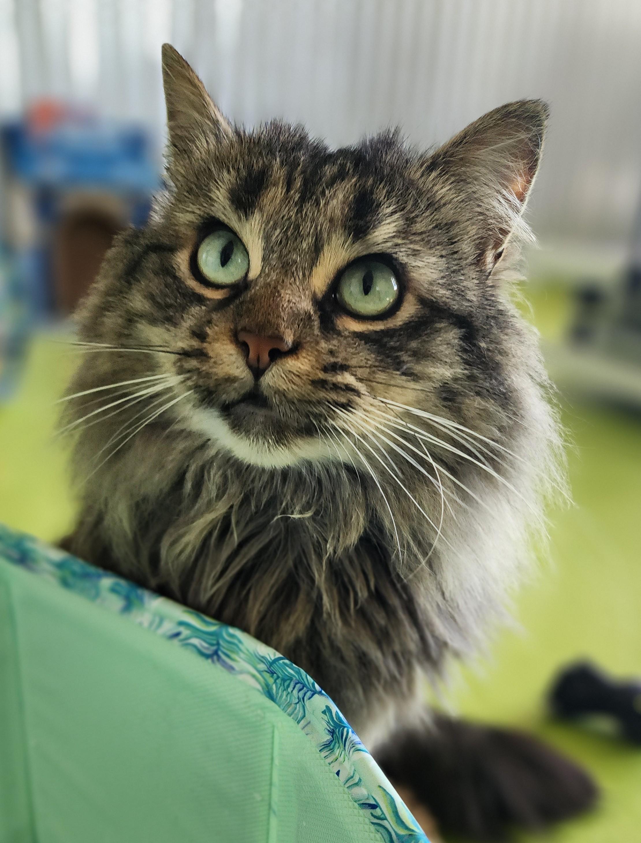 Pecan (bonded pair = Professor), a Adoptable Domestic Long Hair in St. Cloud, MN image 2/6