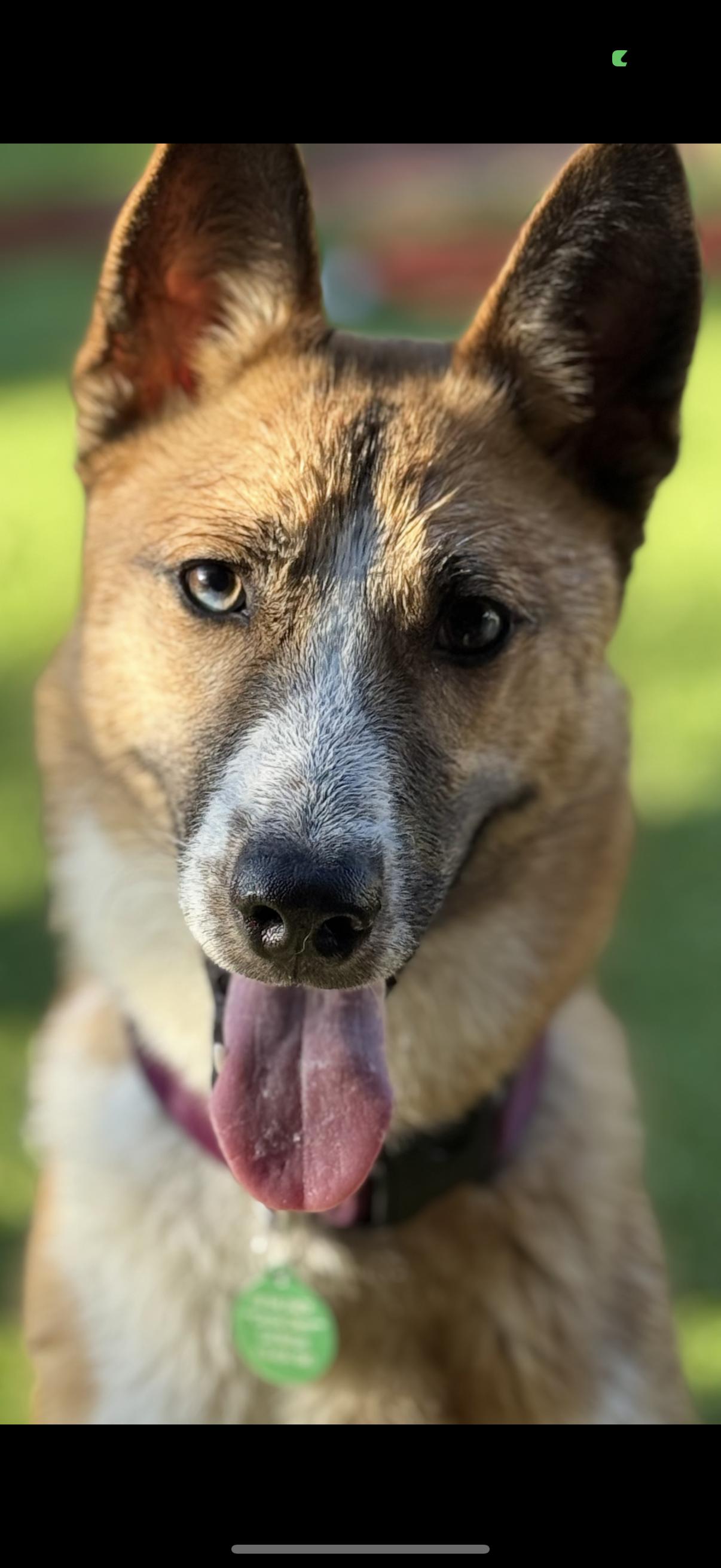 Enlarge Shania, a Adoptable mixed breed in Tarzana, CA image 4/4