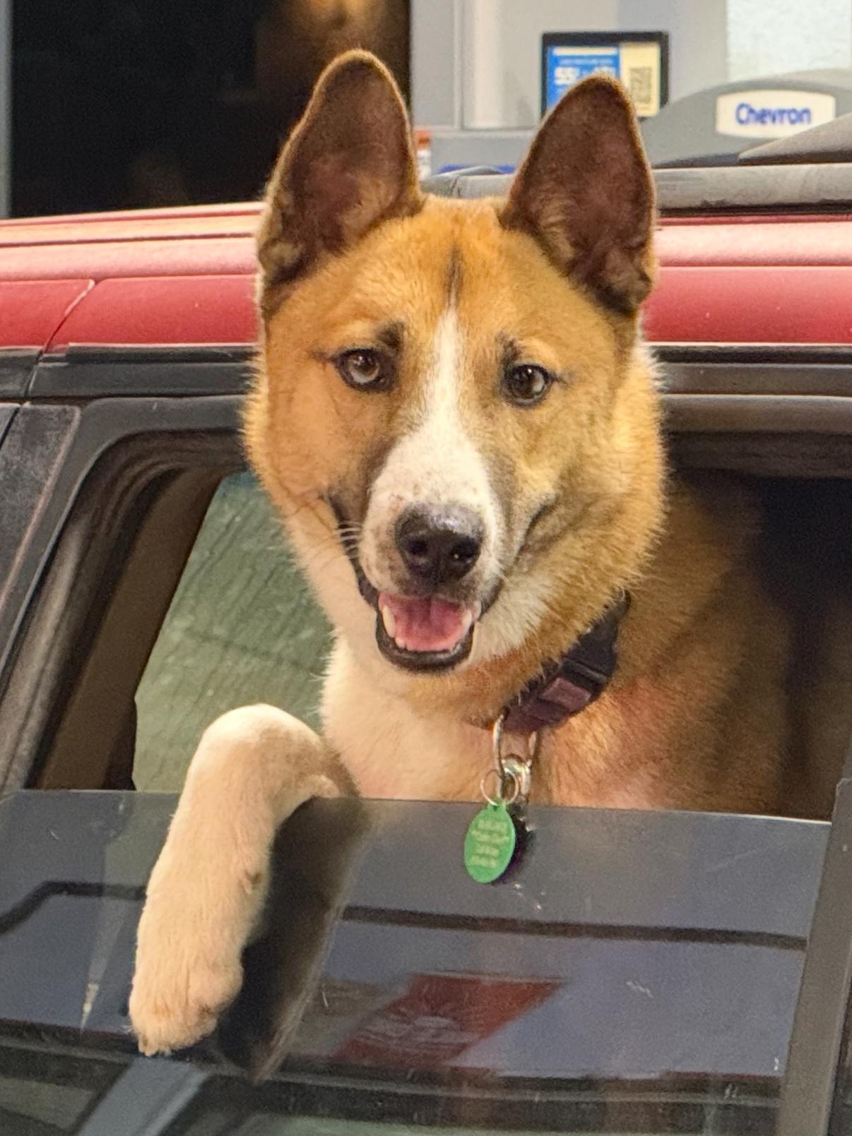 Enlarge Shania, a Adoptable mixed breed in Tarzana, CA image 2/4