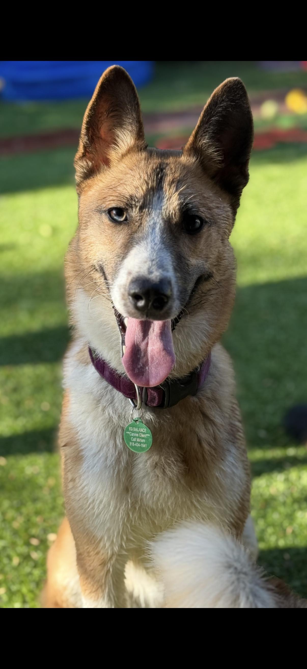 Shania, Adoptable, Young Female German Shepherd Dog.