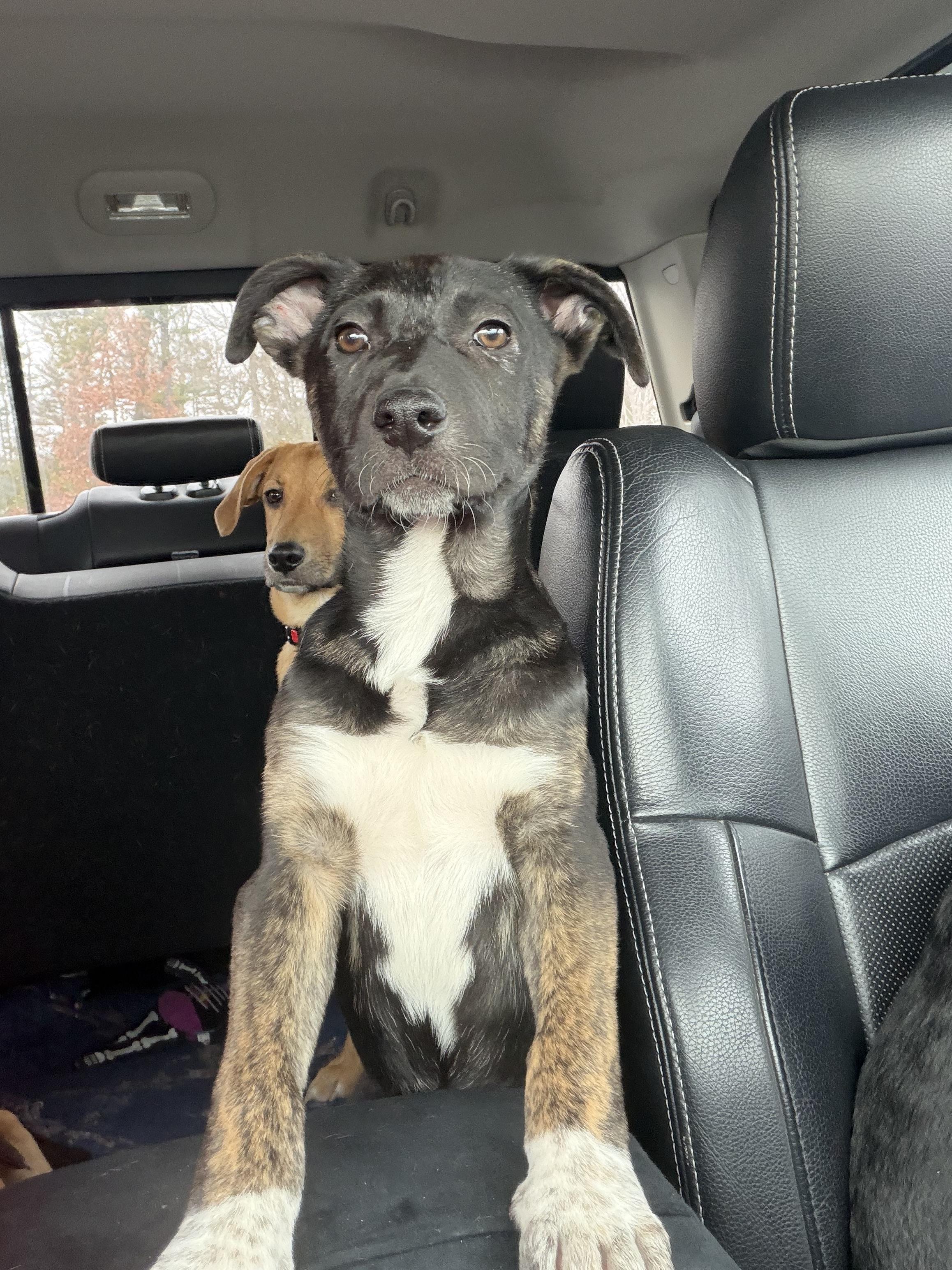 Angelica, Adoptable, Puppy Female Shepherd.