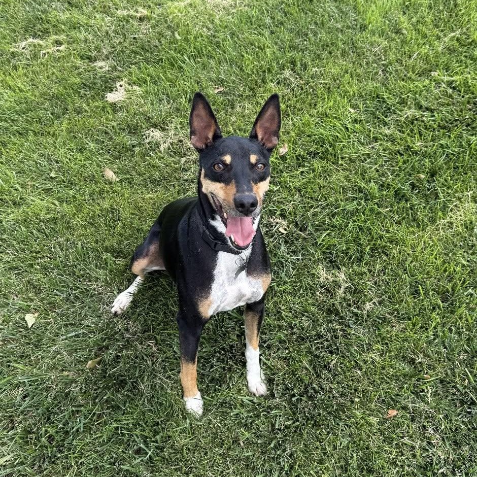 Enlarge Kody, a ADOPTABLE Rat Terrier in Chino valley, AZ image 2/4