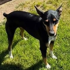 Enlarge Kody, a ADOPTABLE Rat Terrier in Chino valley, AZ image 3/4