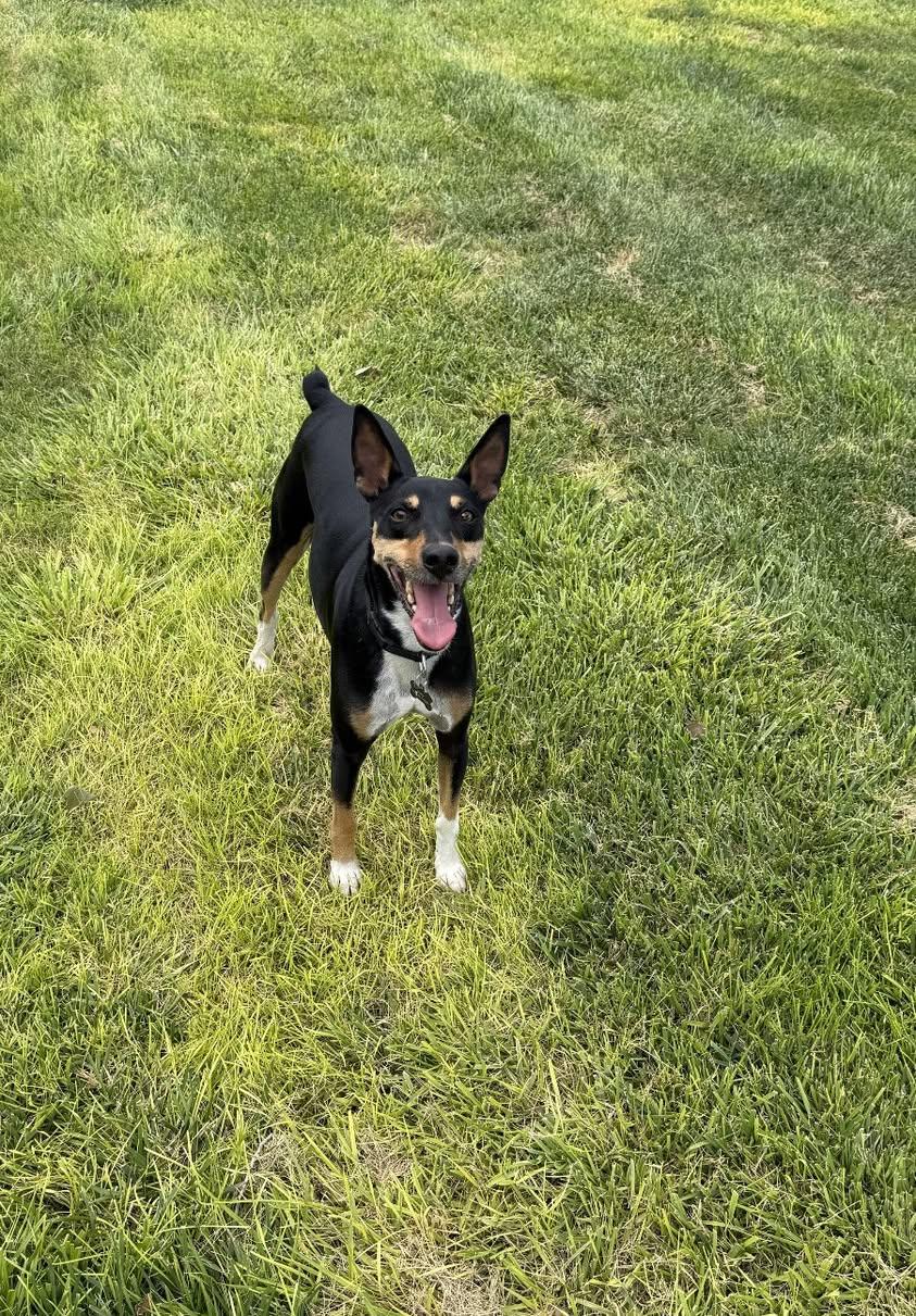 Enlarge Kody, a ADOPTABLE Rat Terrier in Chino valley, AZ image 4/4
