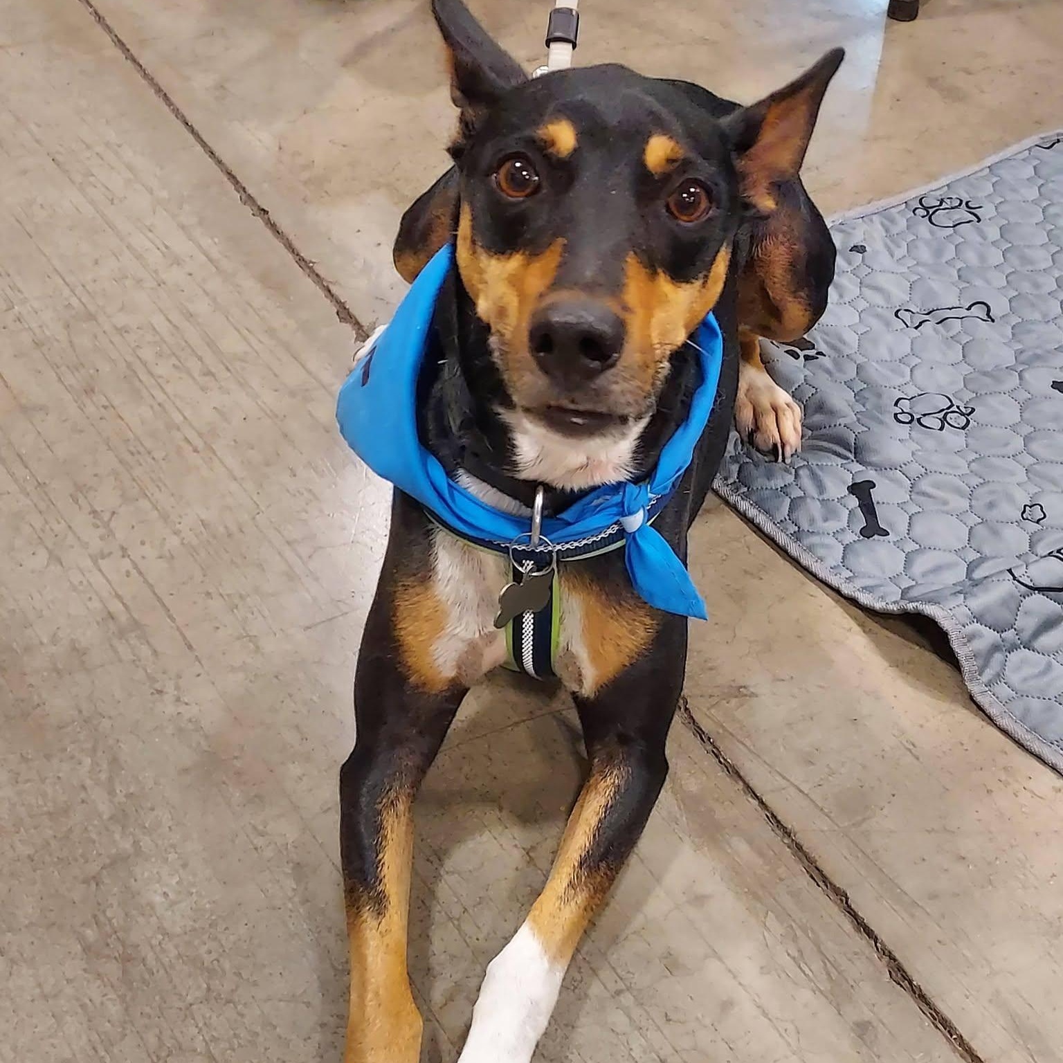 Enlarge Kody, a ADOPTABLE Rat Terrier in Chino valley, AZ image 1/4