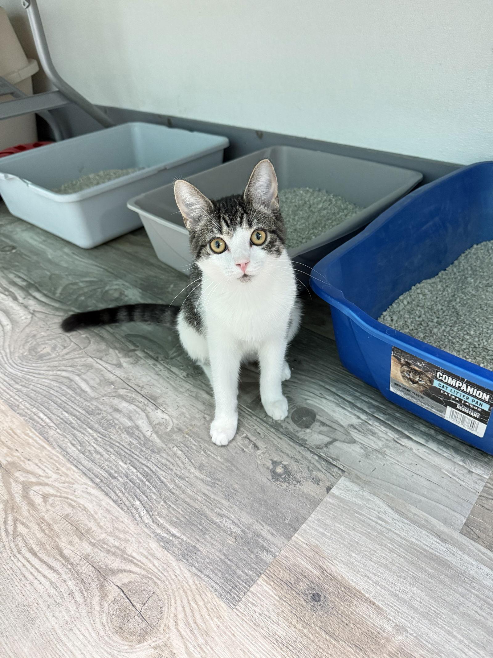 Enlarge Birdie, a Adopted Domestic Short Hair in Toms River, NJ image 1/3