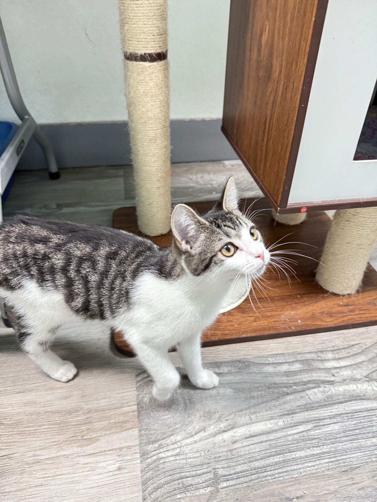 Enlarge Birdie, a Adopted Domestic Short Hair in Toms River, NJ image 2/3