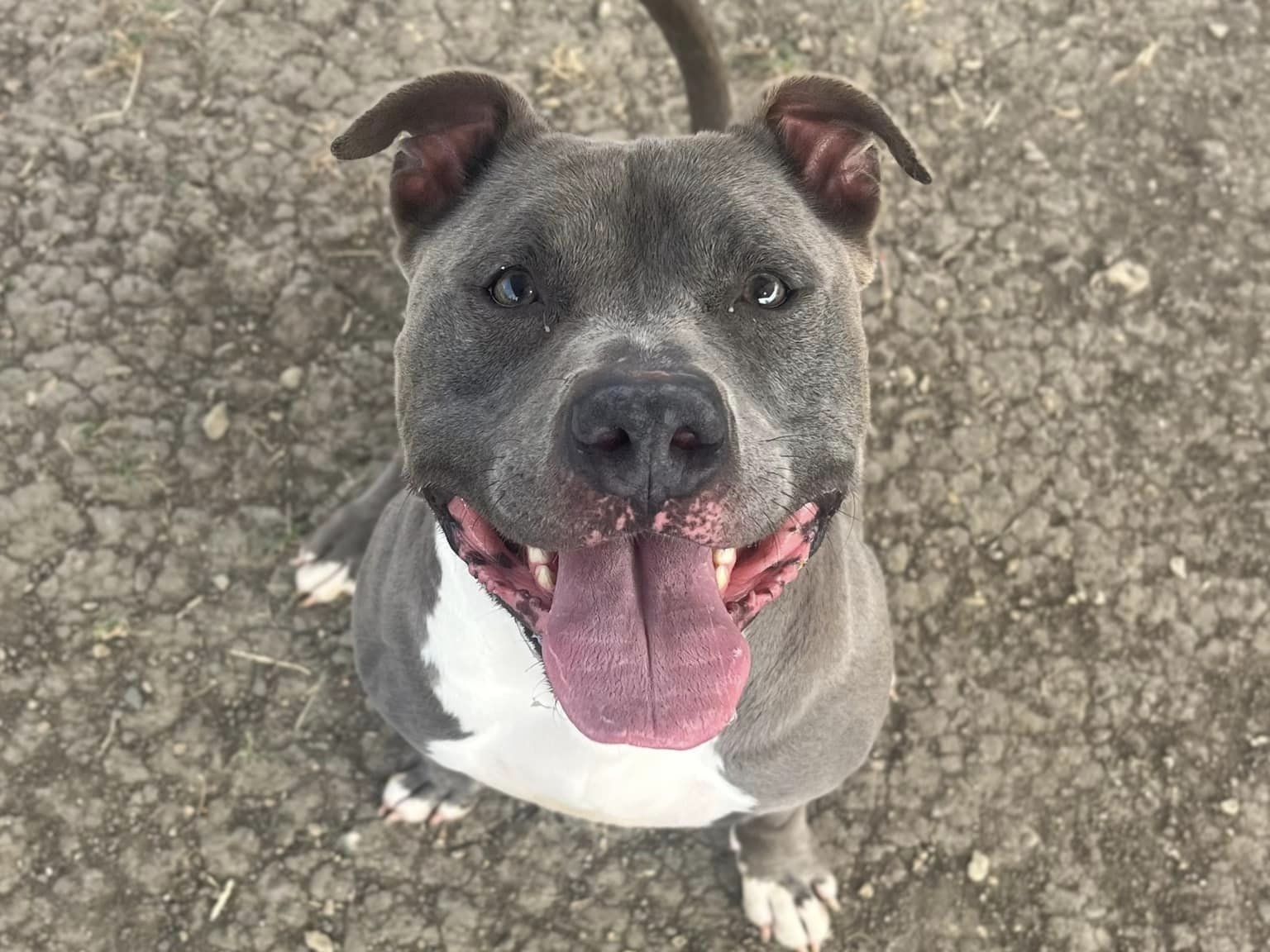 Duke, adoptable, Adult Male Mixed Breed.